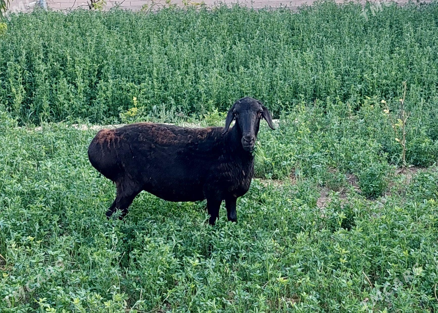 gisar goyun - Çärjew - img 1