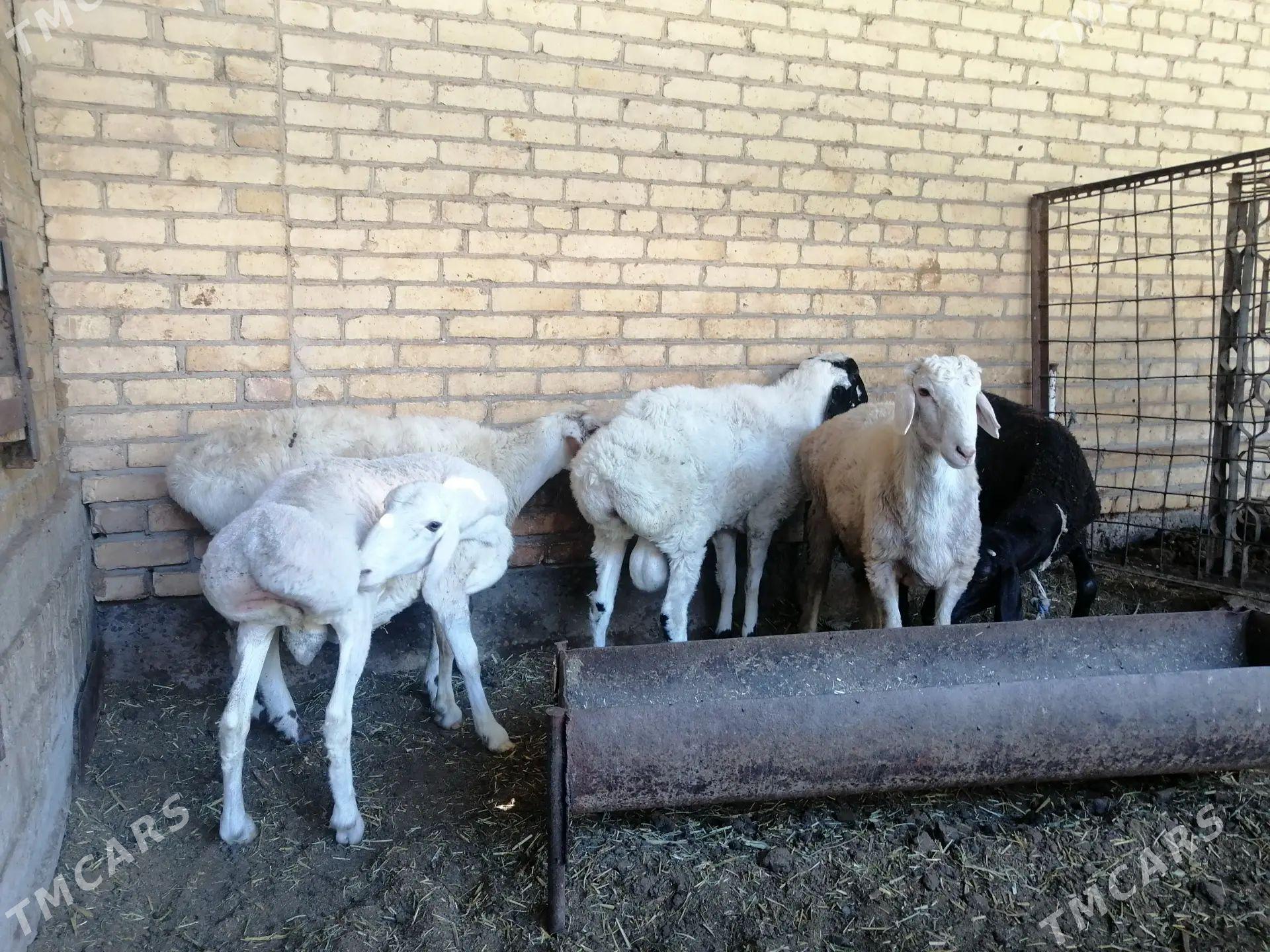 kockarlar - Türkmenabat - img 1