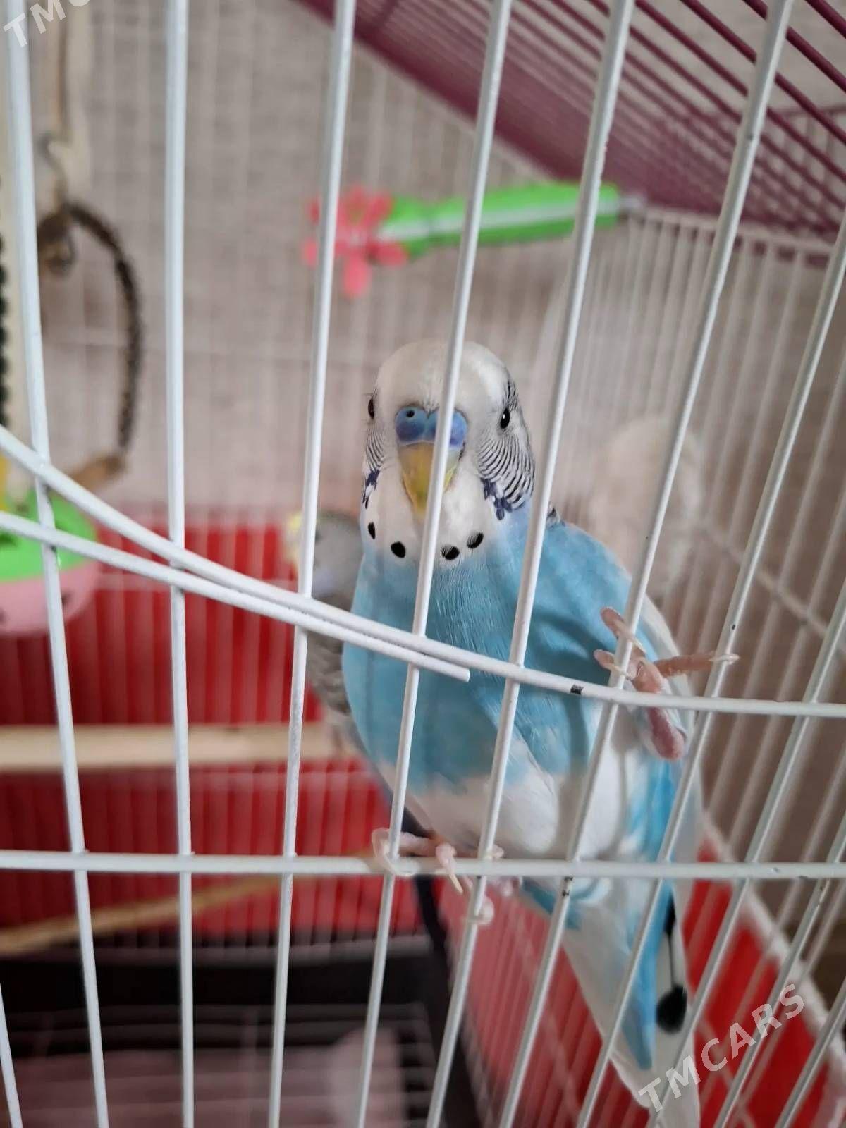 popugaý gus - Ашхабад - img 1