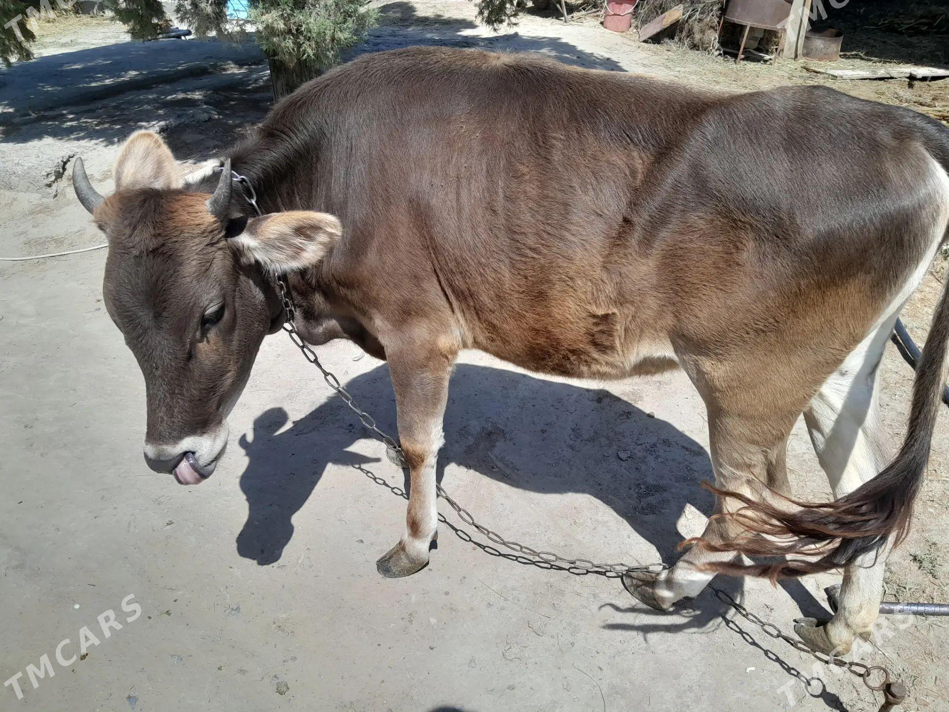 Göle - Gökdepe - img 1