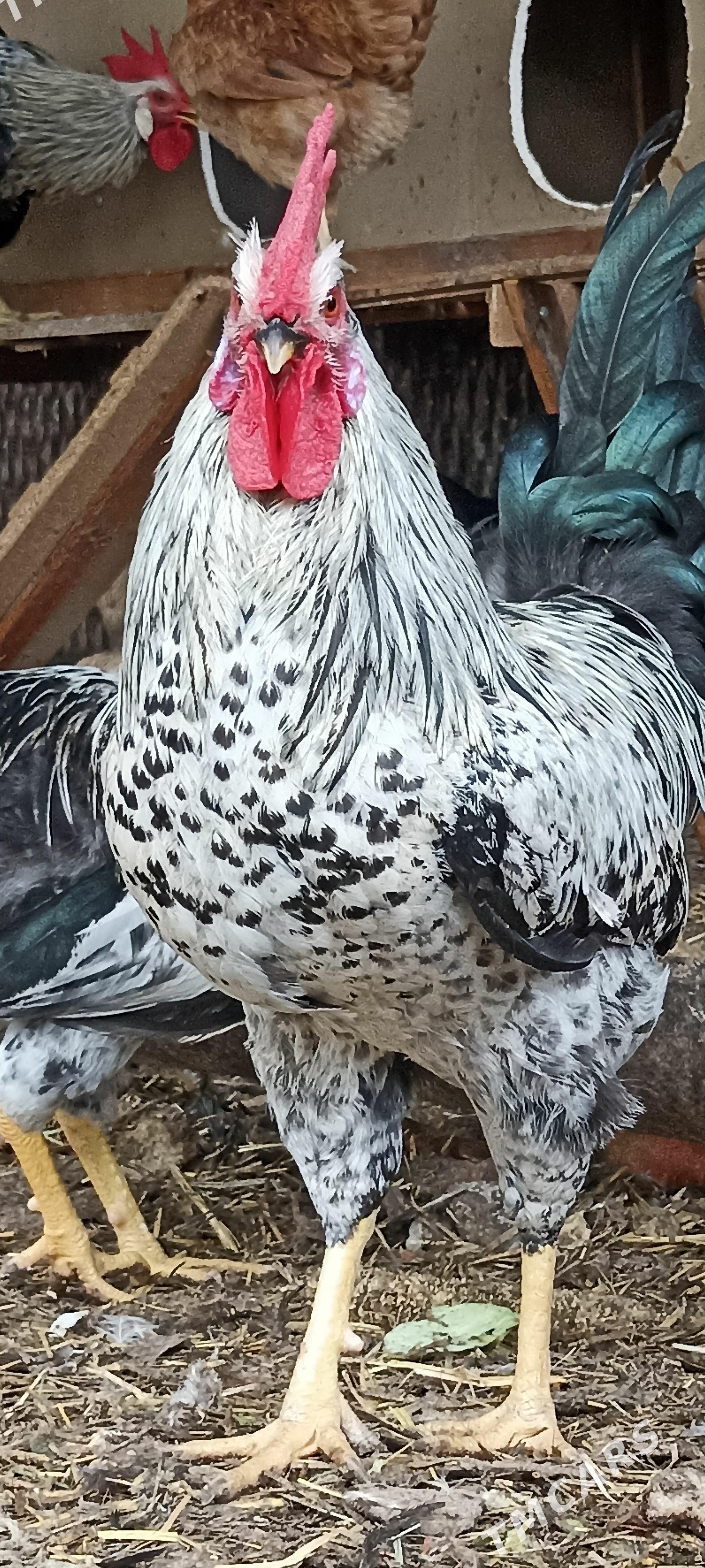Хоразов, Rooster, Петухович - Türkmenabat - img 1