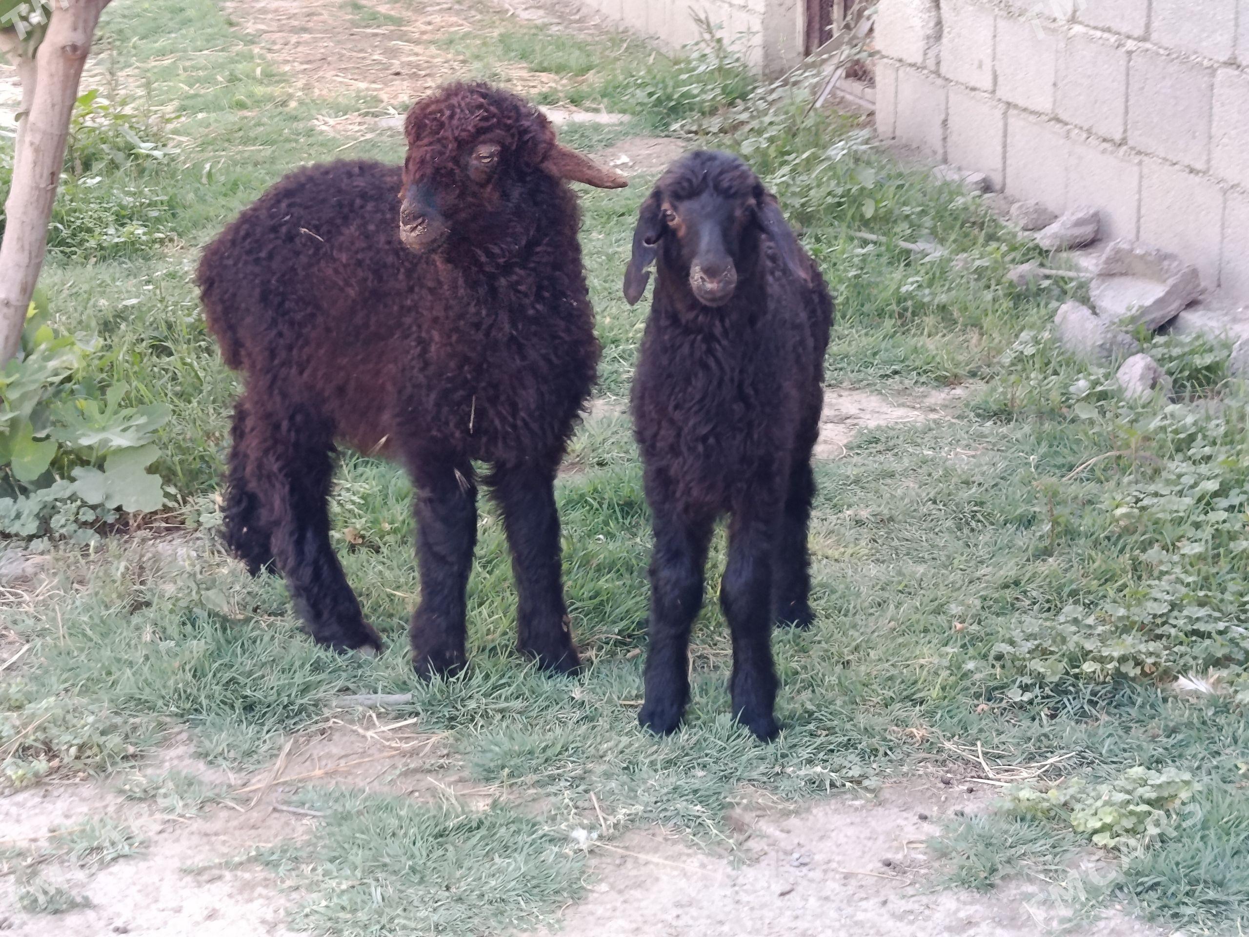 Guzy - Gökdepe - img 1