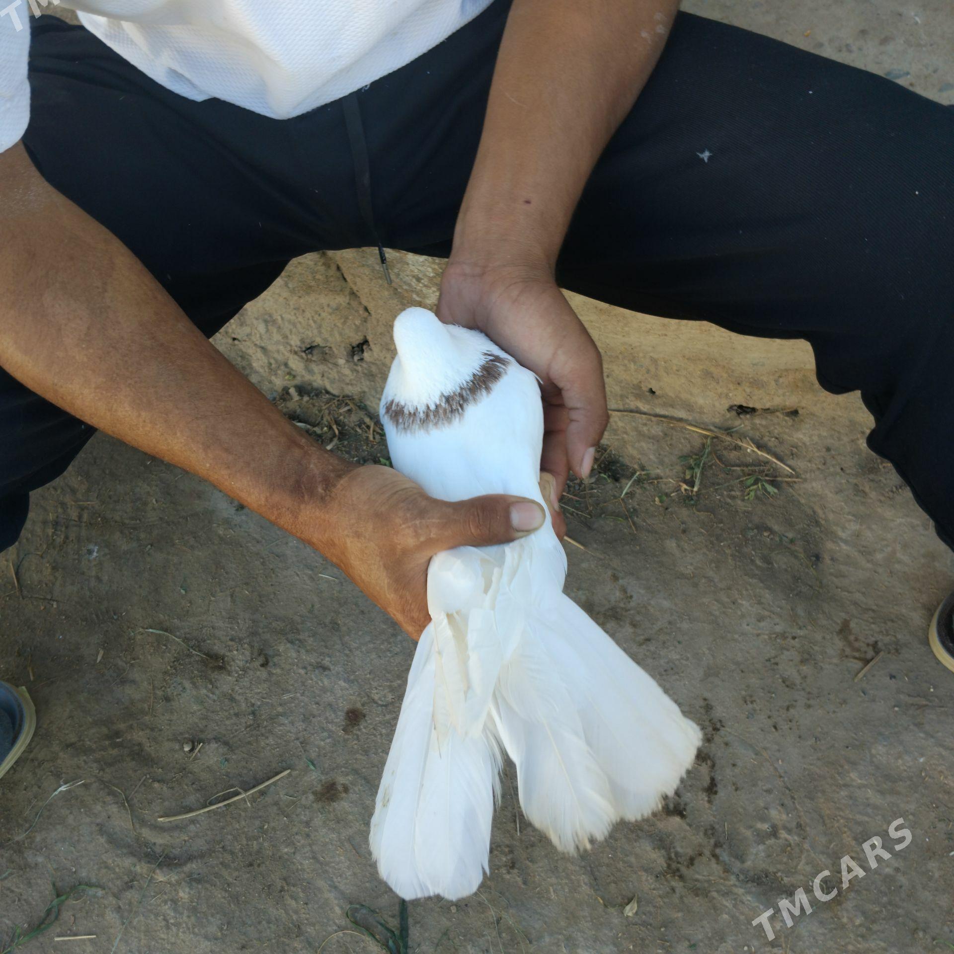 kepderi - Mary - img 1