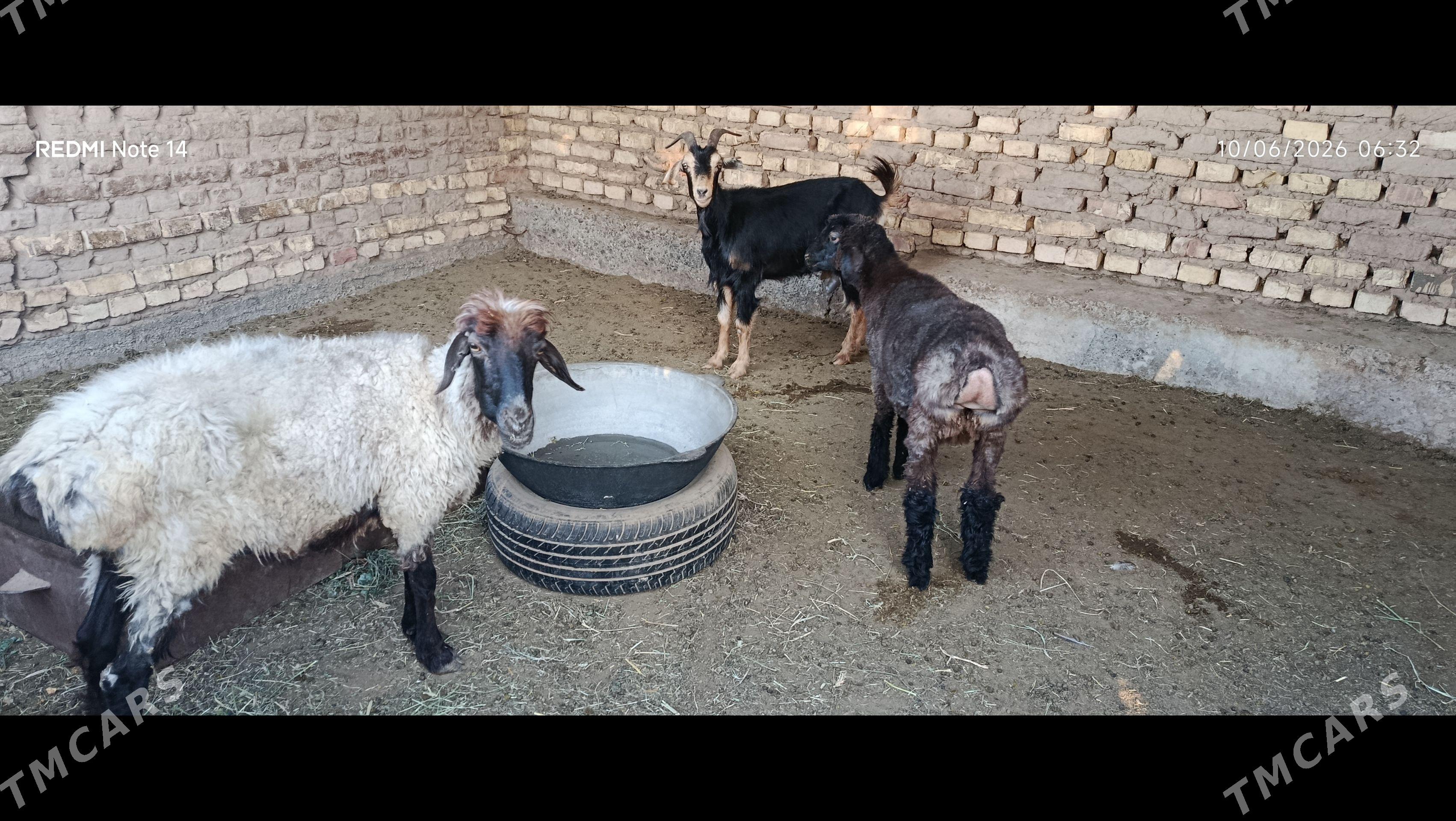 guzly goýun gysyr geçi - Babadaýhan - img 1