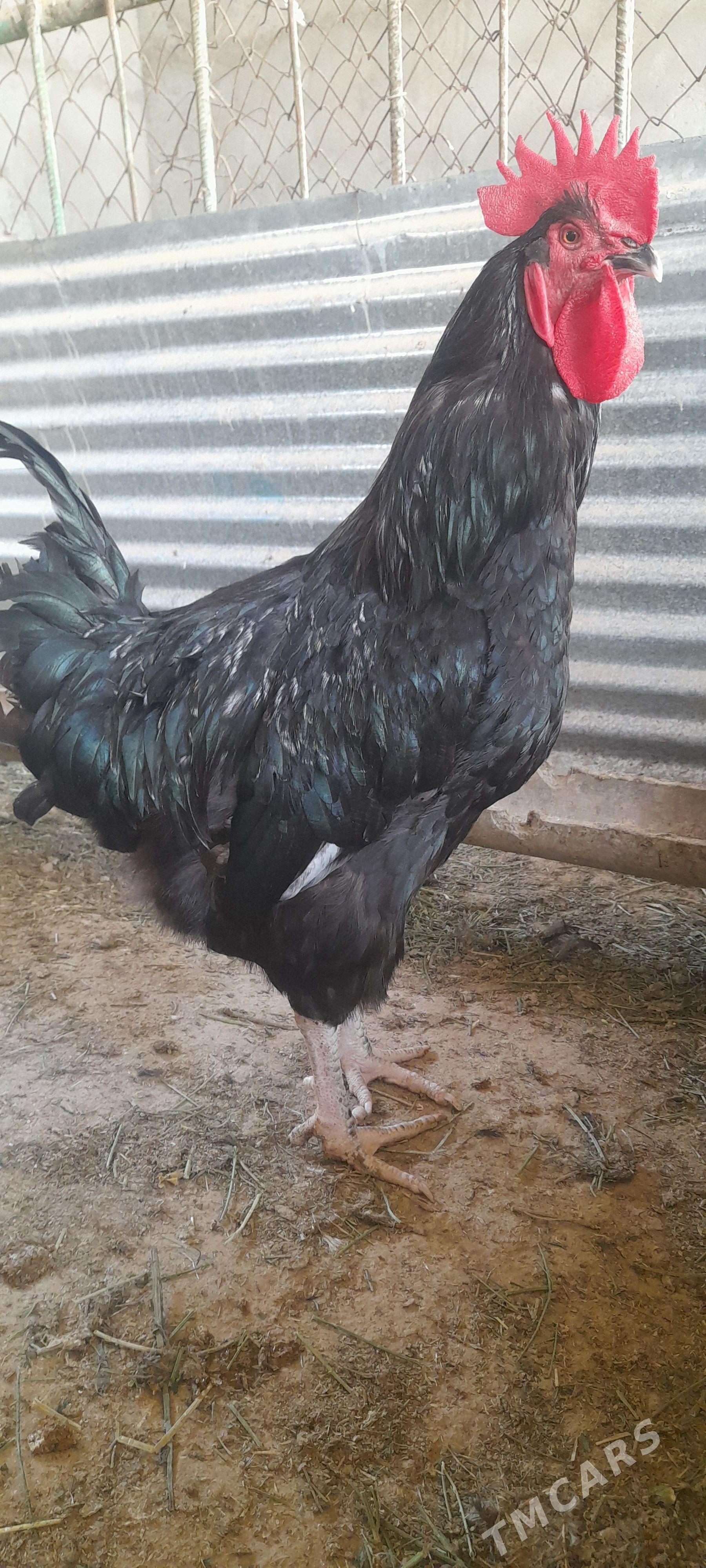 jersin gigant towuk horaz - Köşi - img 1