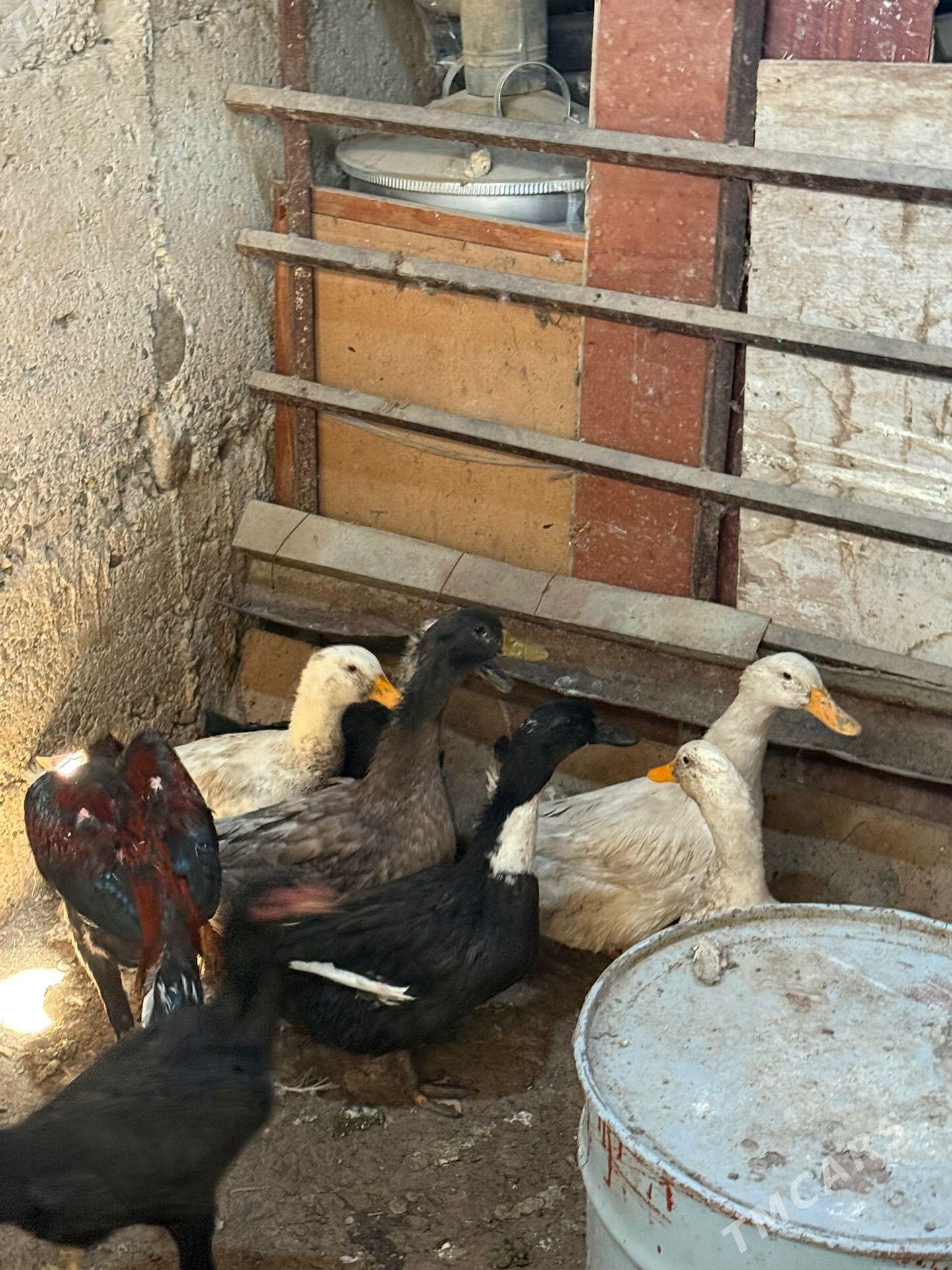 gak gak - Aşgabat - img 1