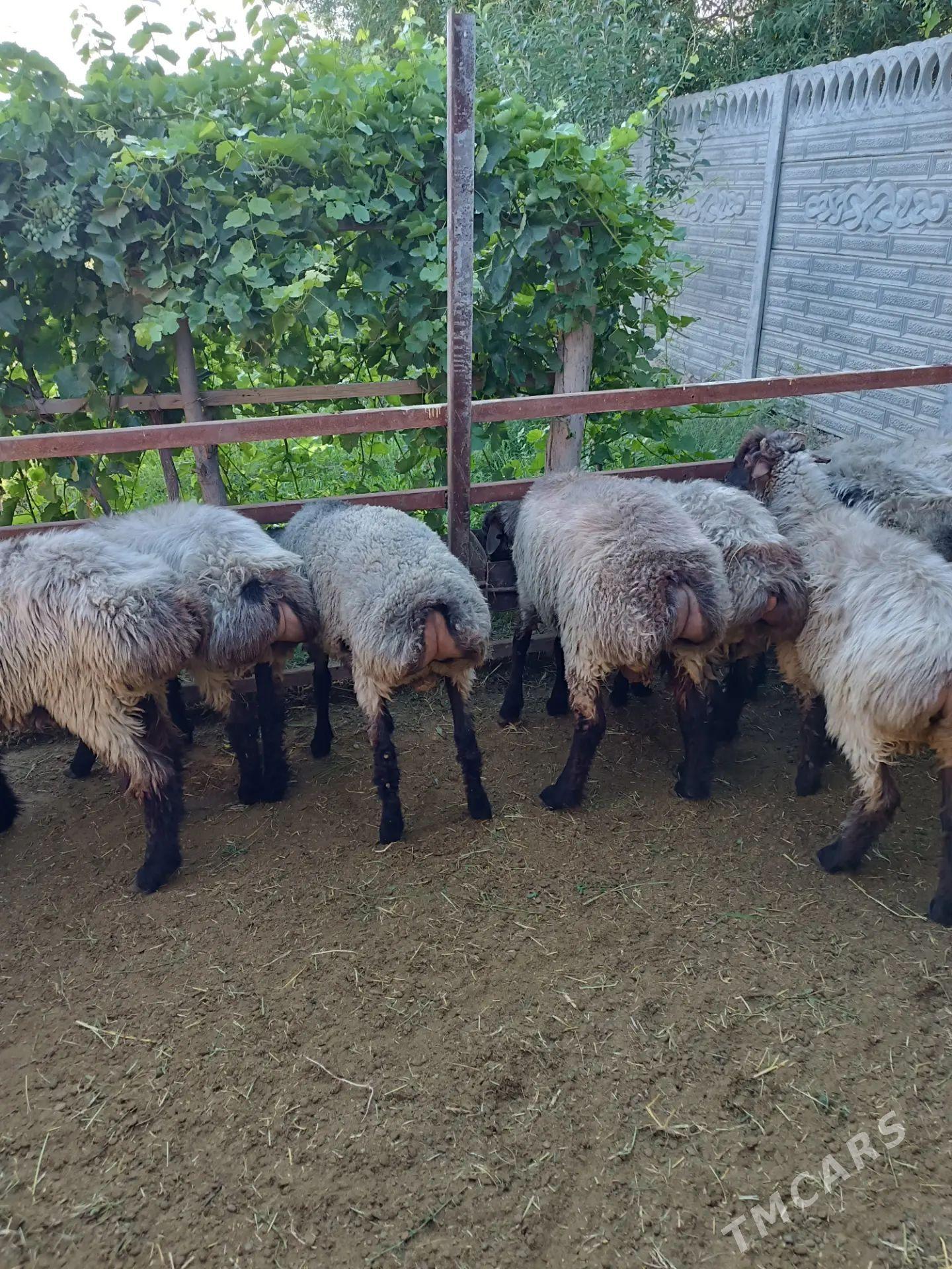 bakylan satlyk goyunlar - Mary - img 1