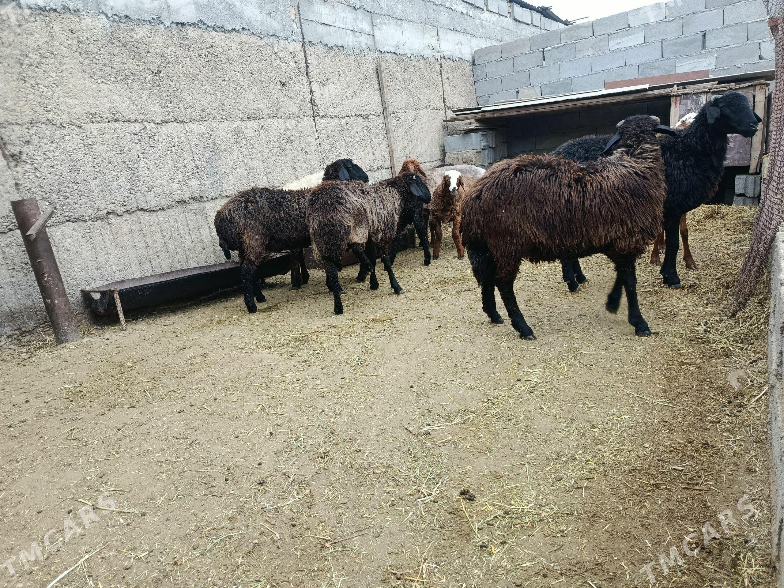 garaköl işek - Бузмеин - img 1