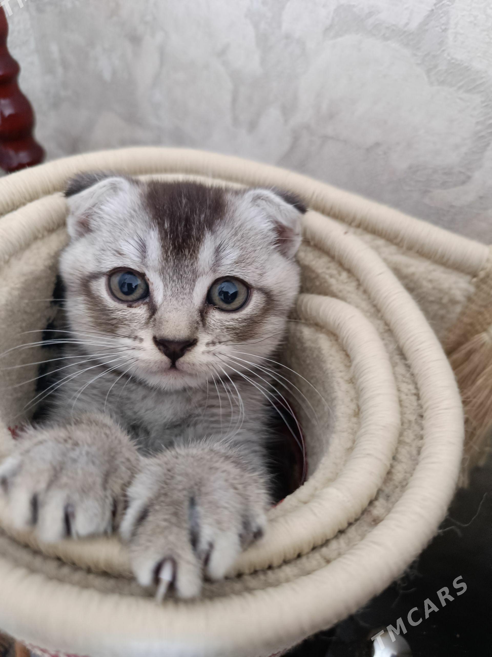котенок - Балканабат - img 1