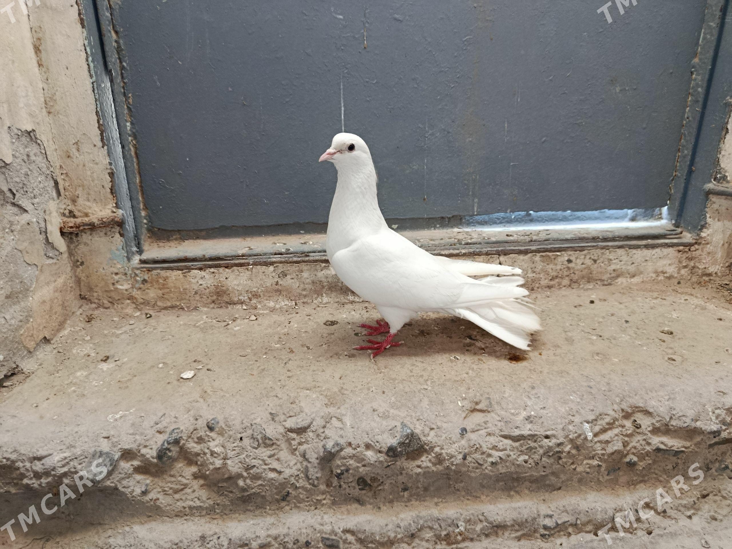 kepderi. - Gyzylarbat - img 1