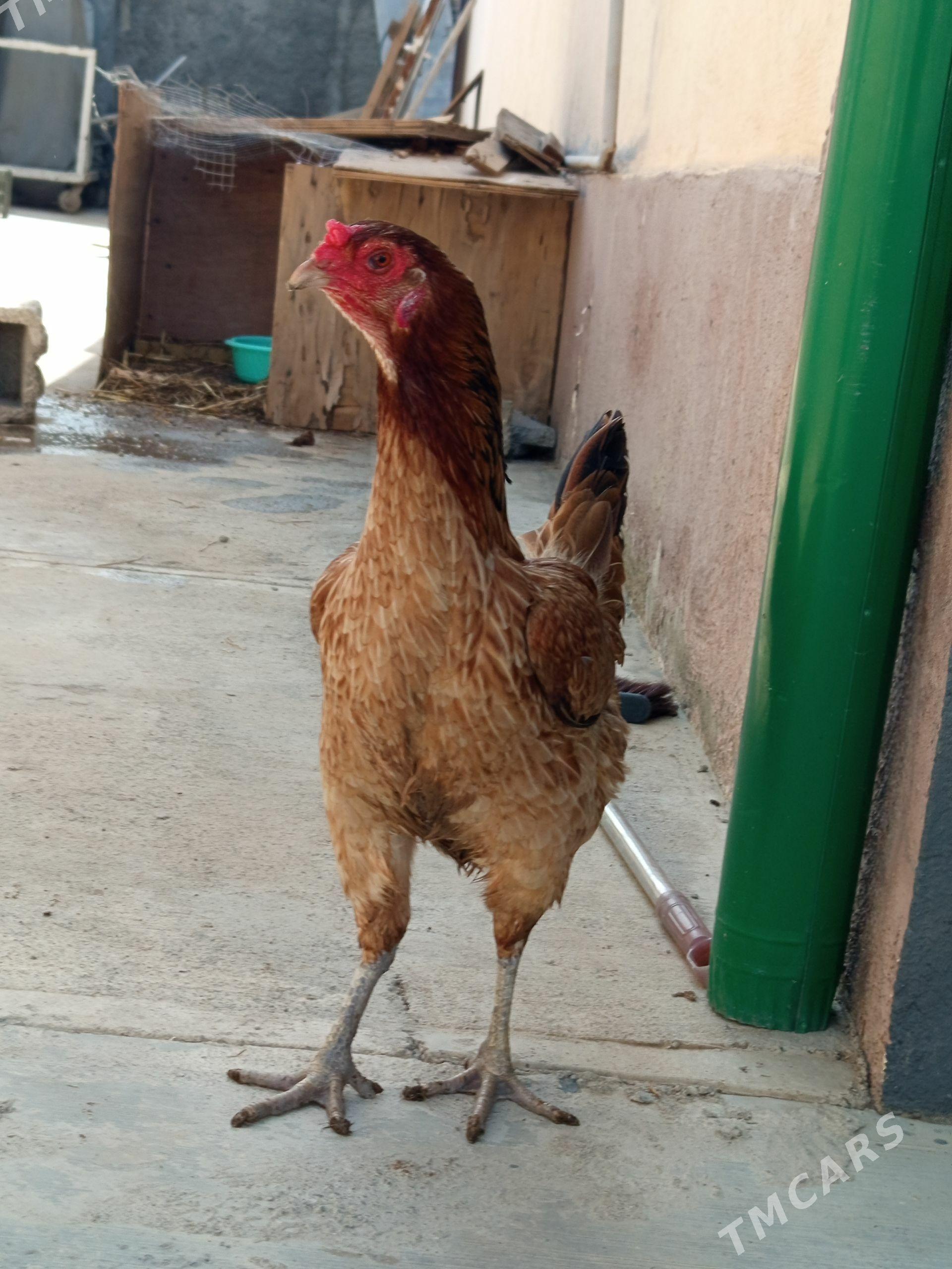towuk - Çoganly - img 1