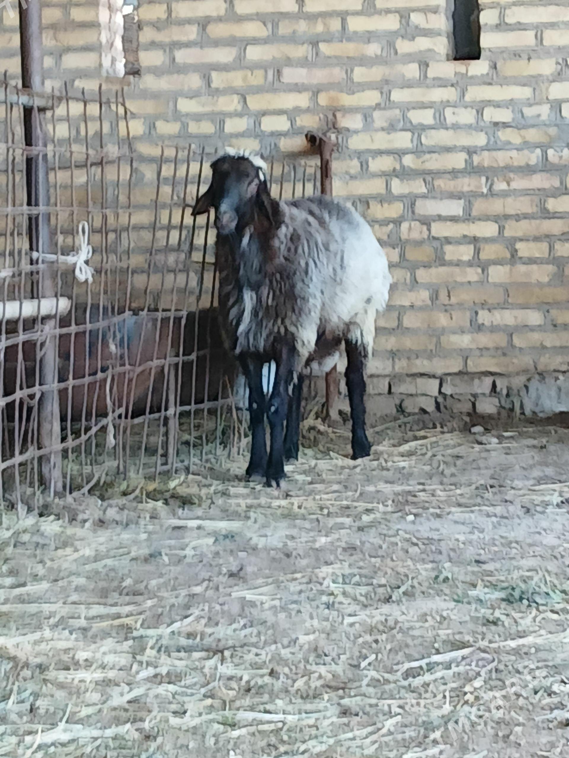 TOHUM GOÇKAR - Halaç - img 1