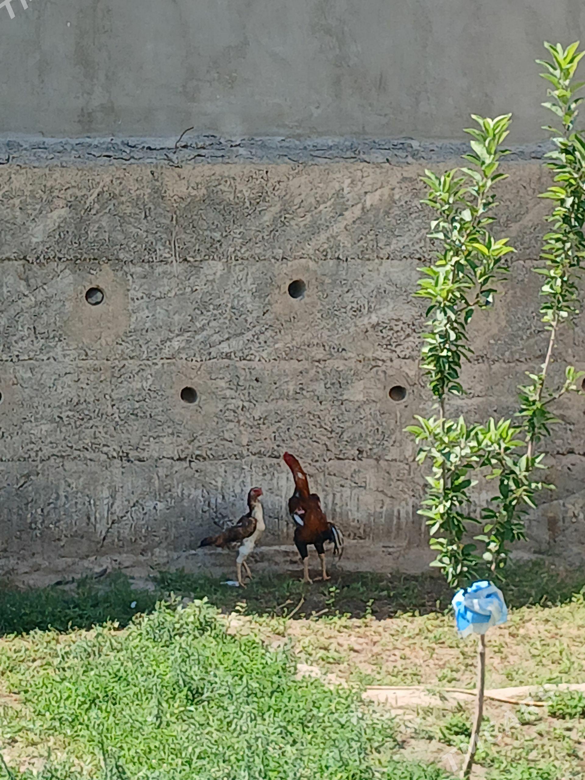 Taskent - Gypjak - img 1