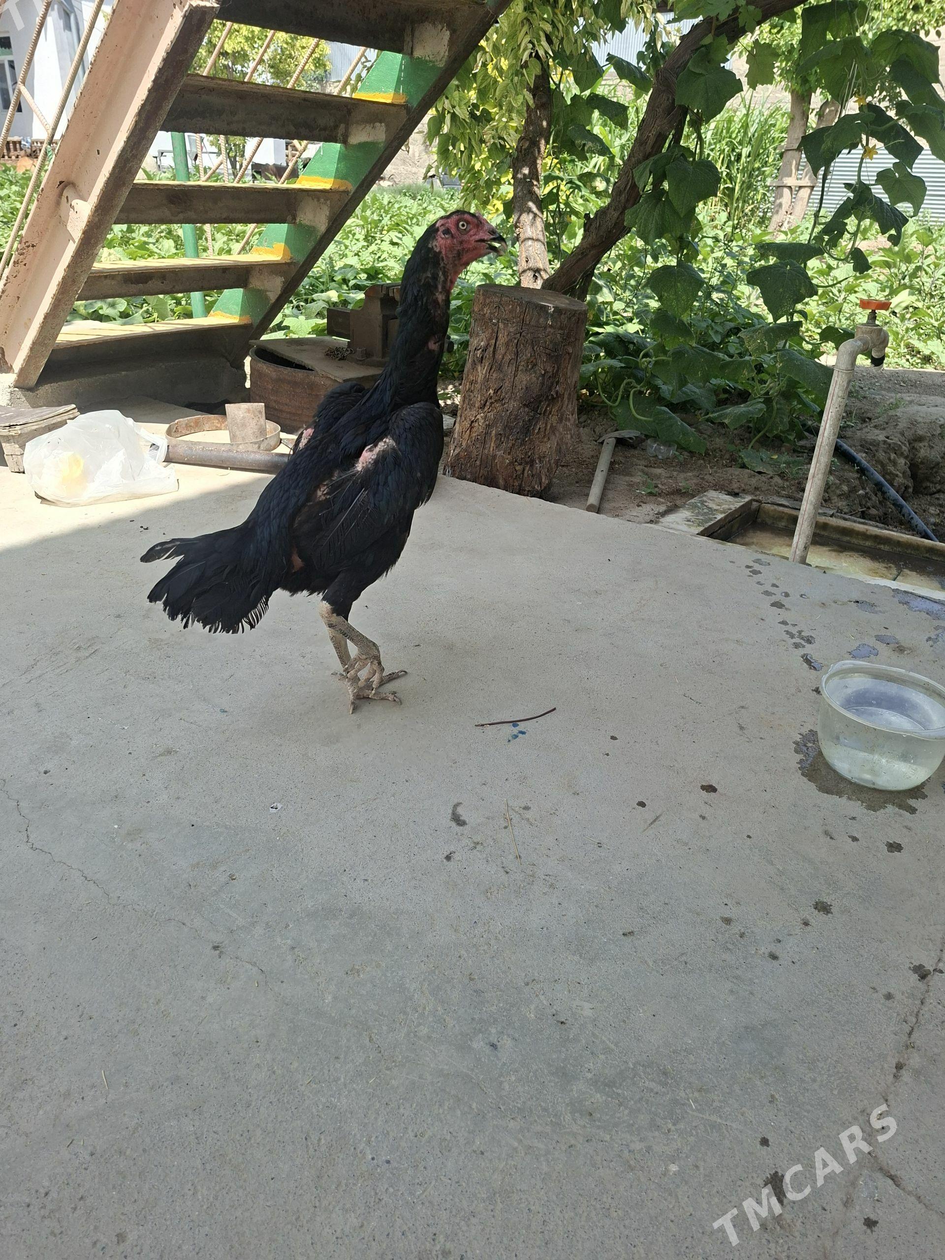 TAŞKENT MAKI ARSA ÖZBEK - Gökdepe - img 1