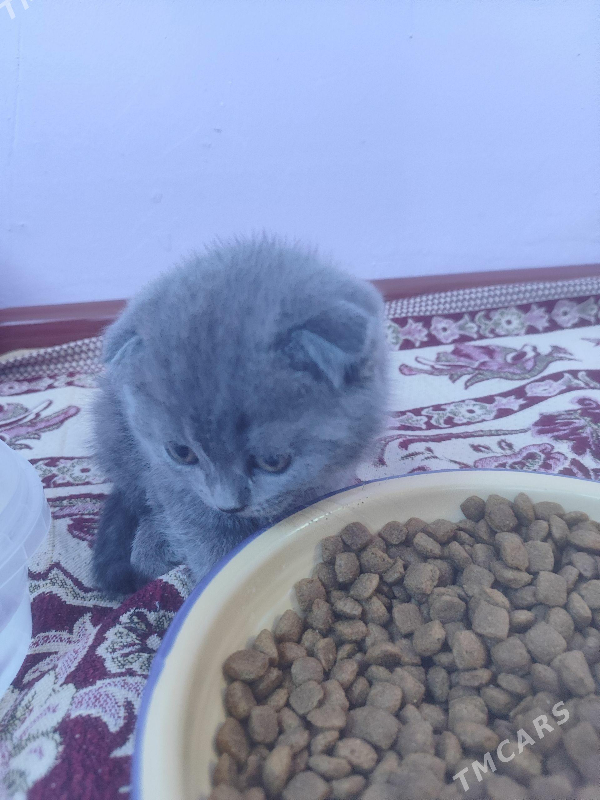 Котята Шотландские вислоухие - Ашхабад - img 1