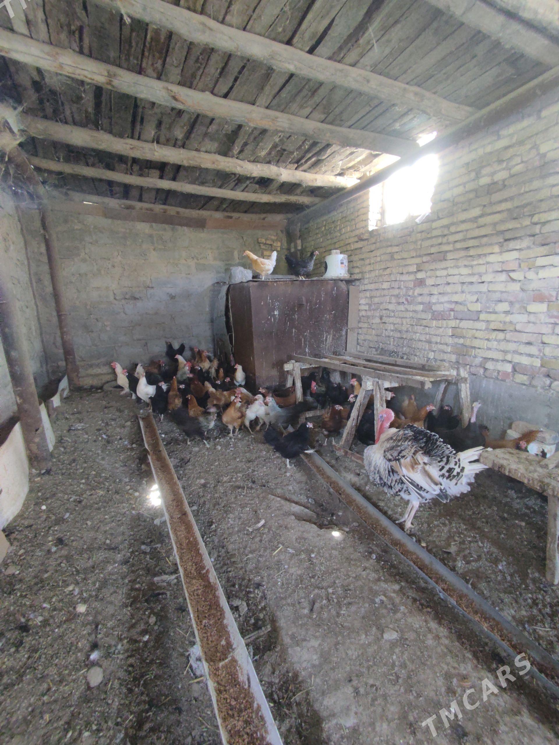 Towuklar - Türkmenabat - img 1