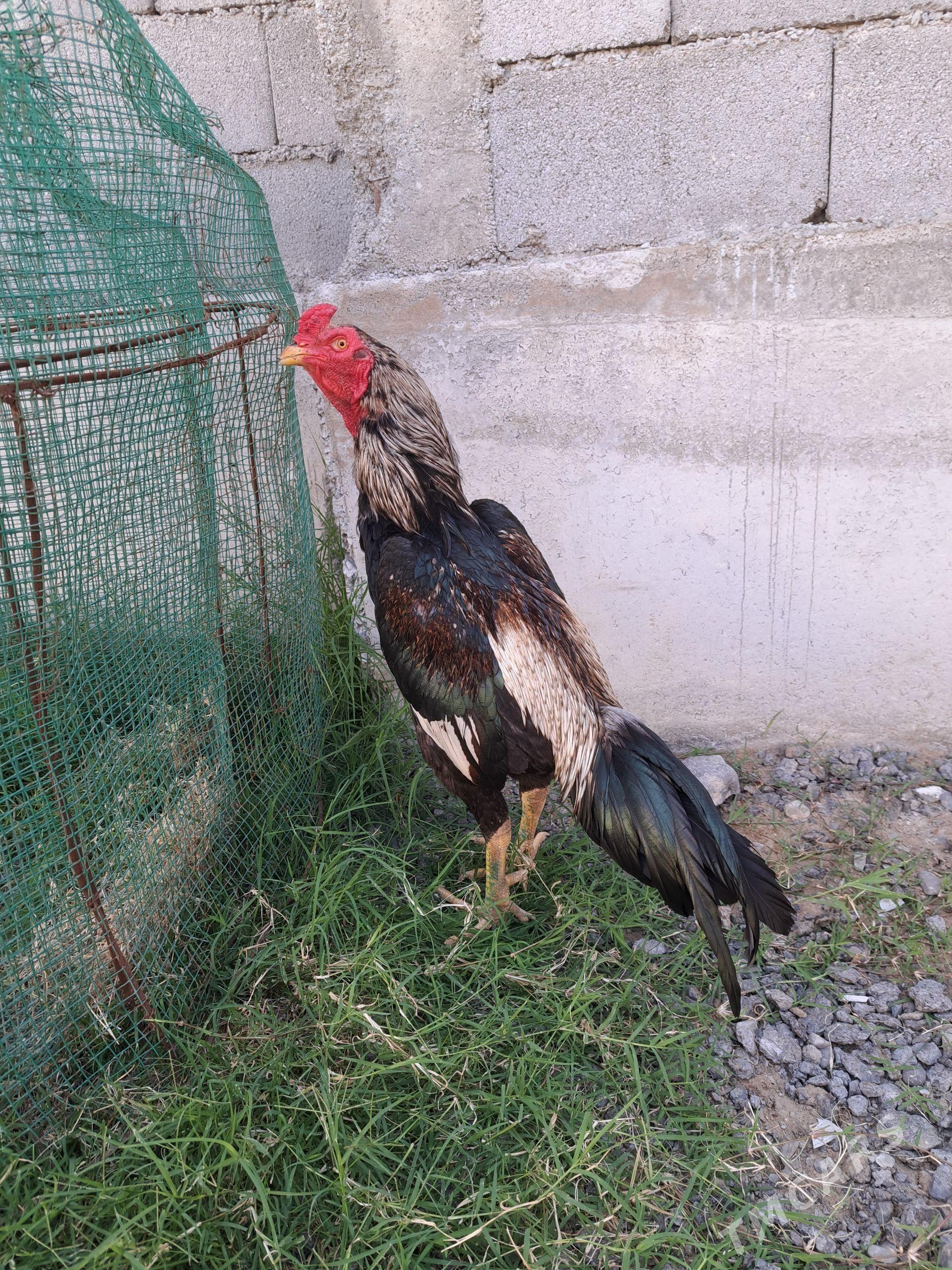 Taşkent - Чоганлы - img 1