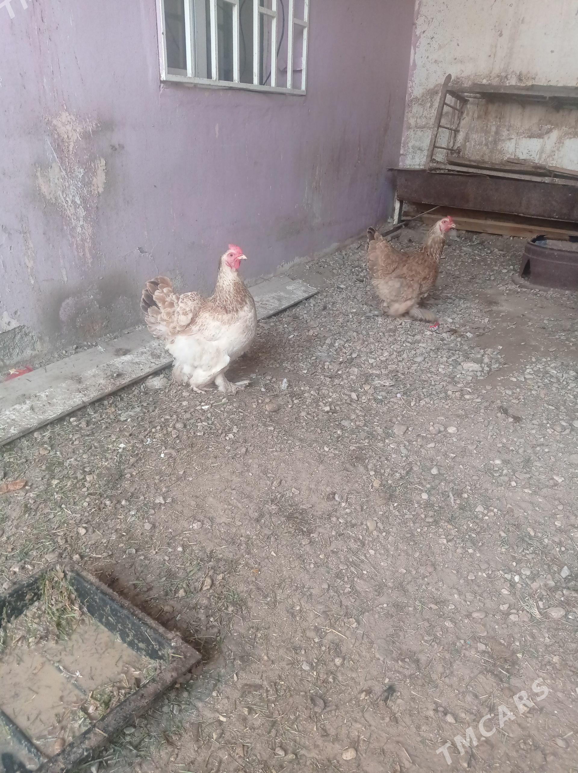 brama - Balkanabat - img 1