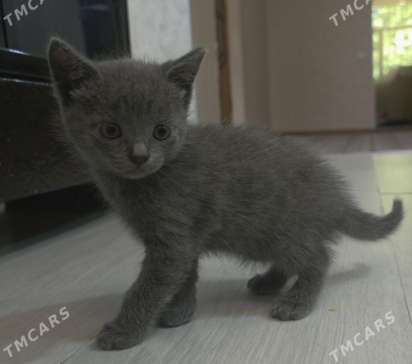 котята - Туркменбаши - img 1