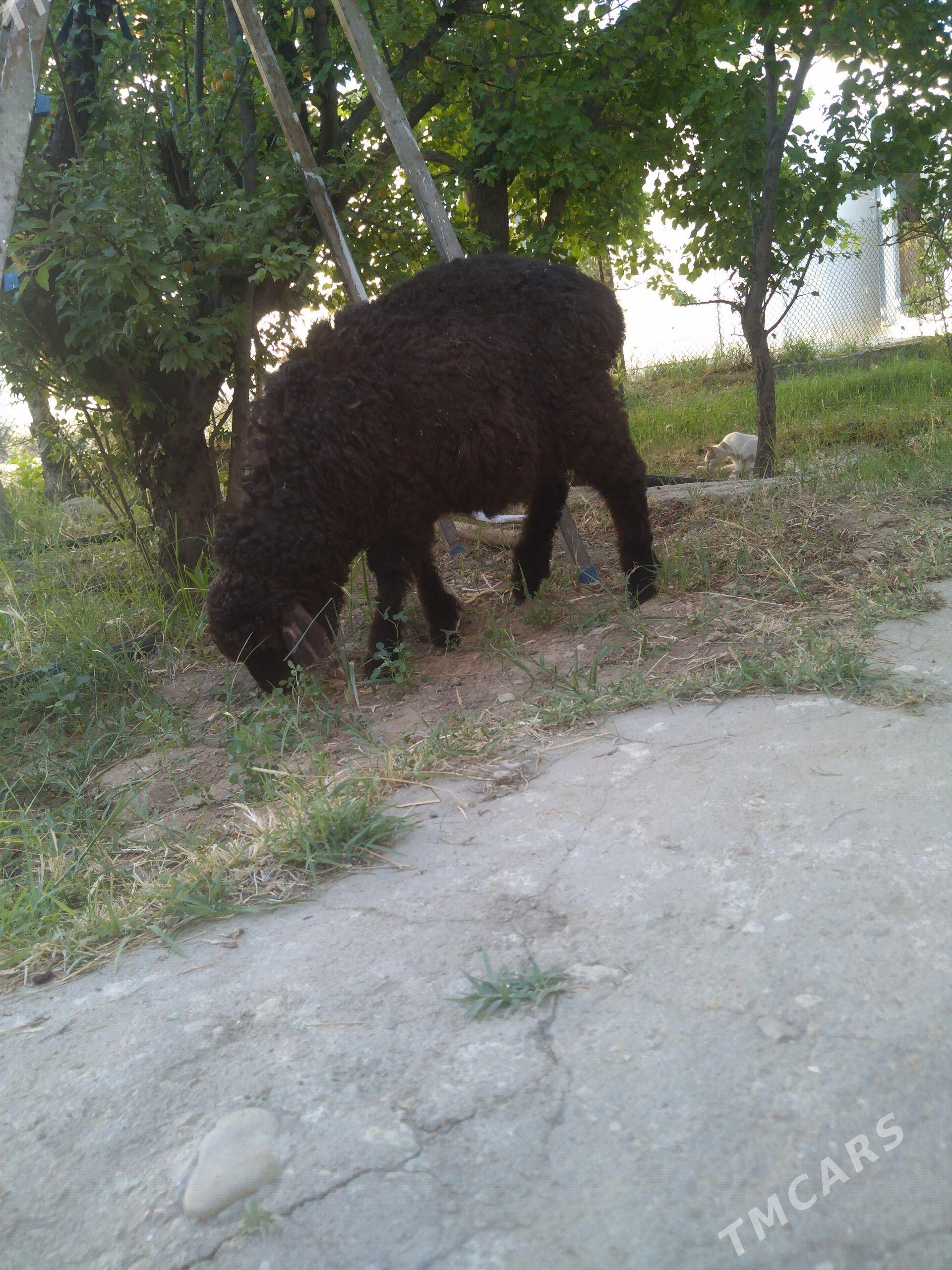 Guzy - Balkanabat - img 1