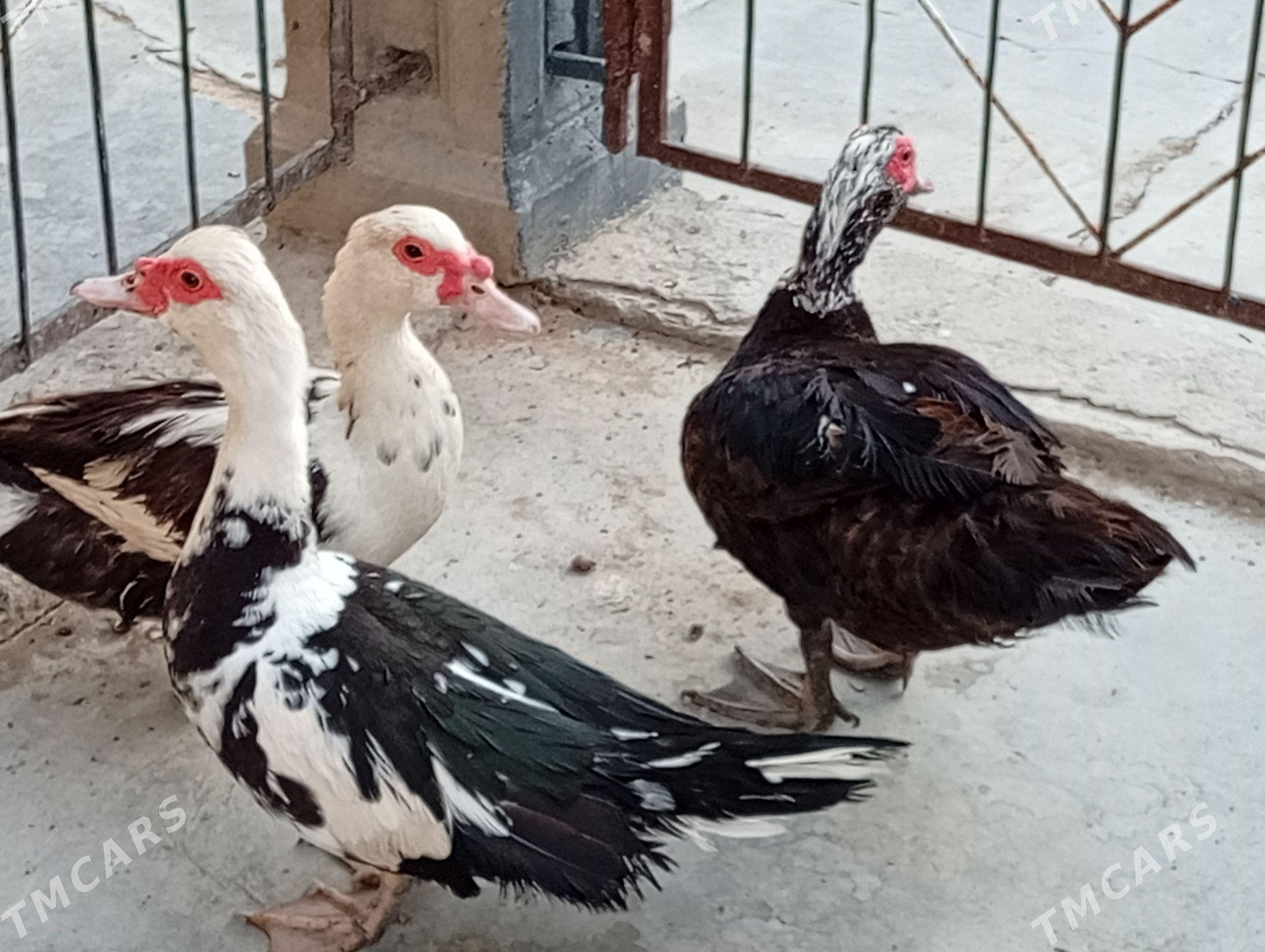 İndawutgalar - Gyzylarbat - img 1