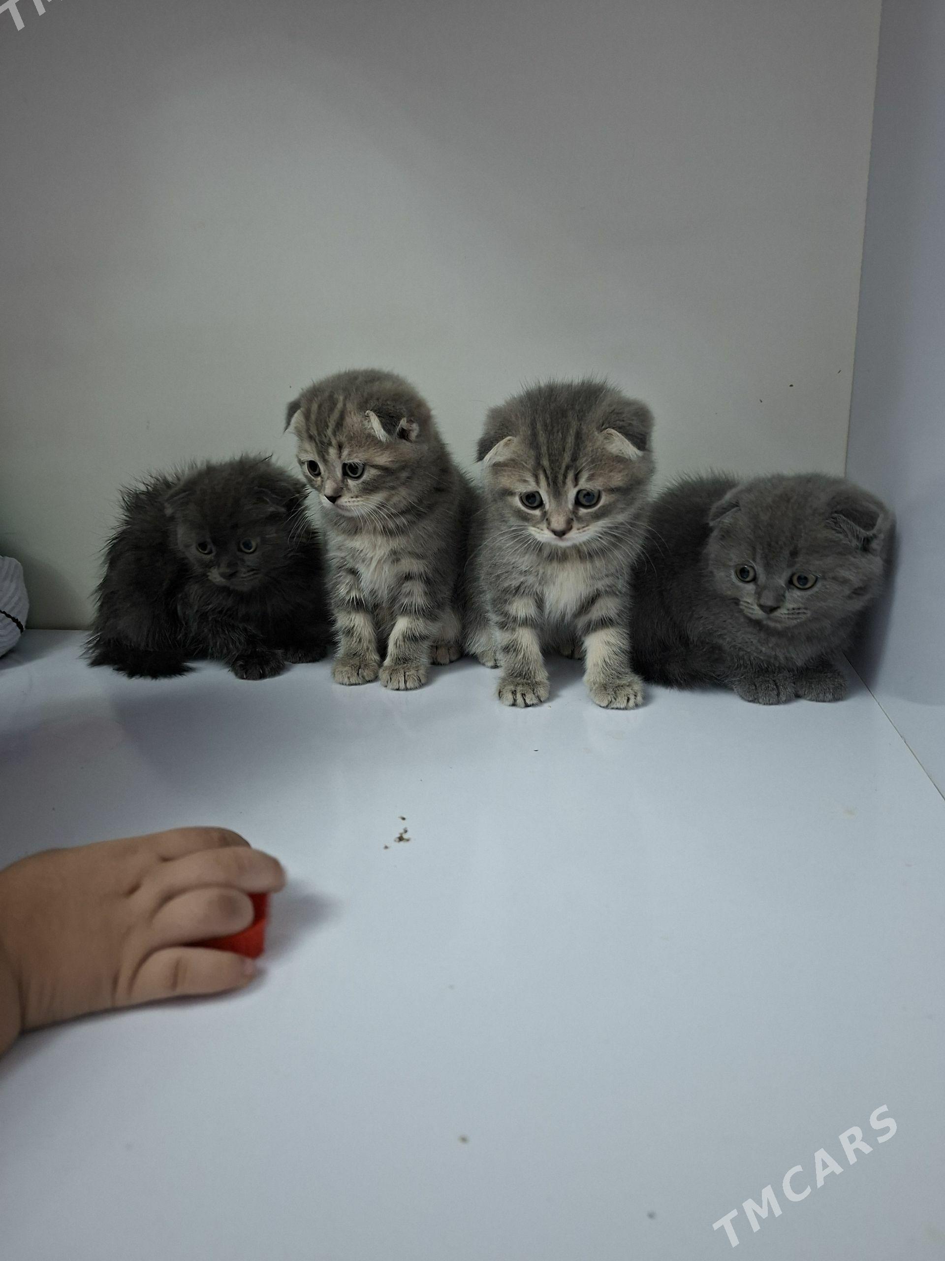 Şatlanski pisijekler - 8 мкр - img 1