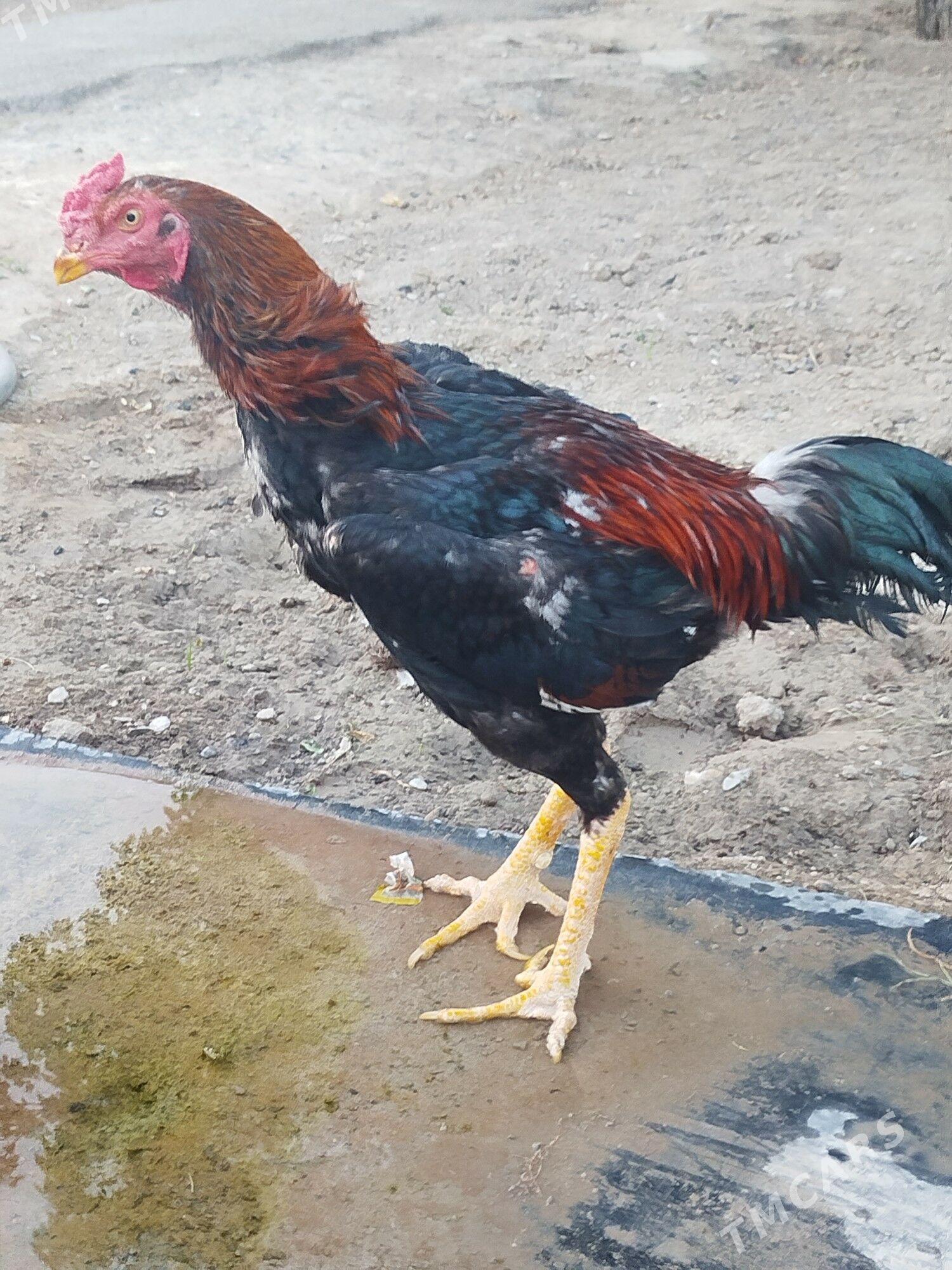 taşkent - Бузмеин - img 1