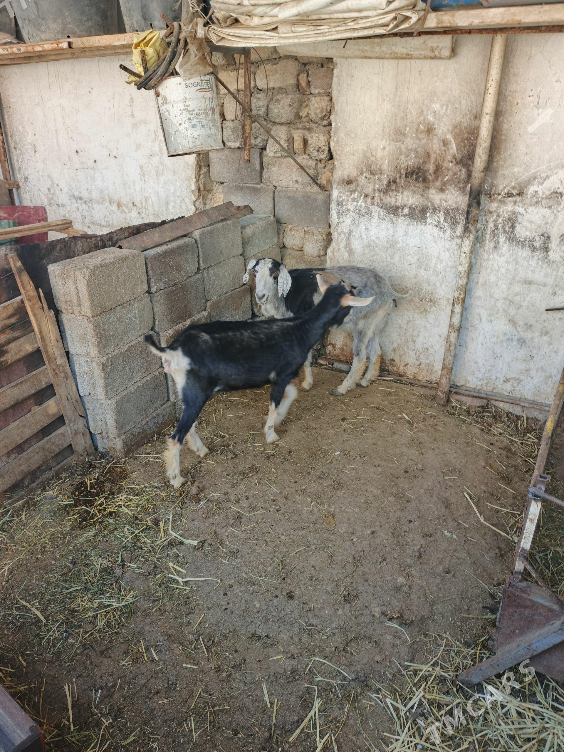 Geci - Гарадамак - img 1