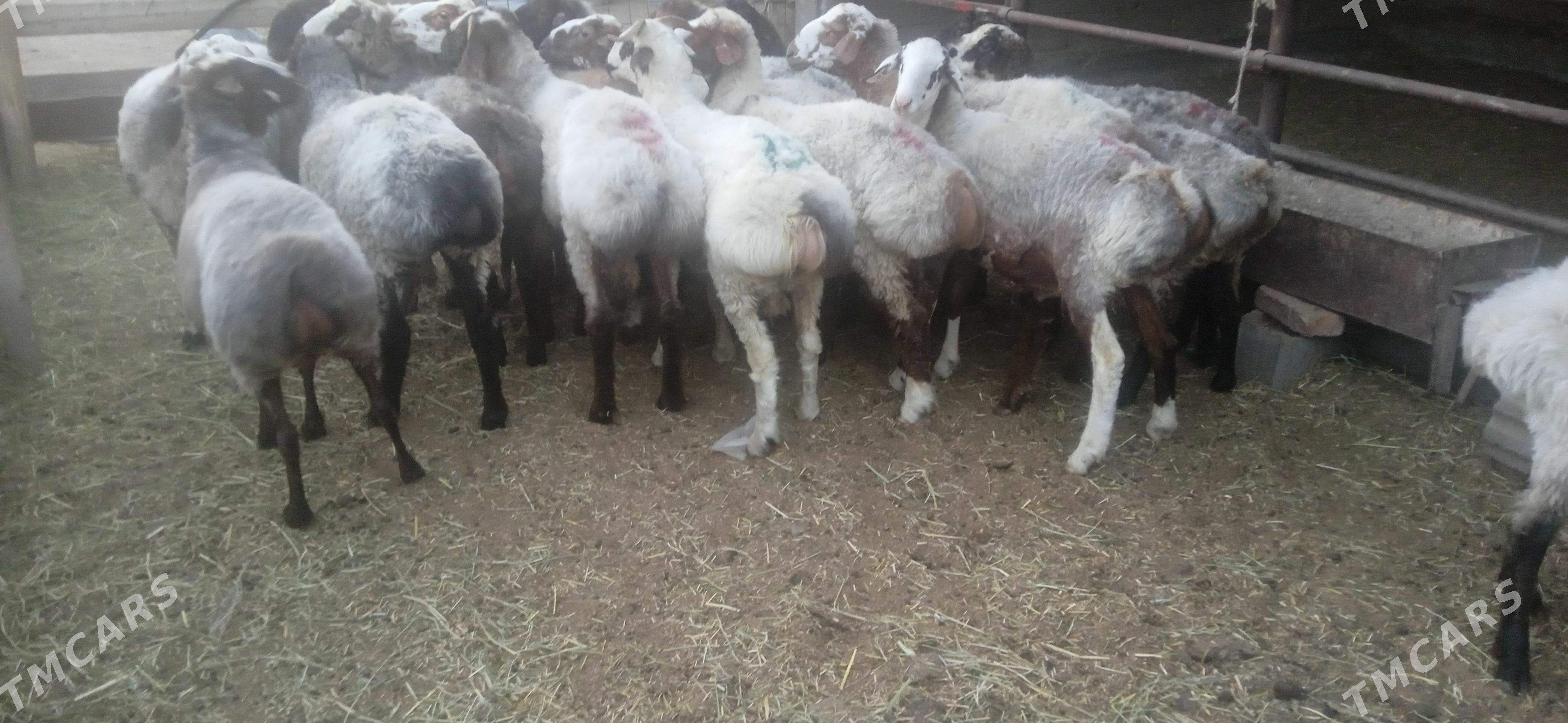 Işşek - Gökdepe - img 1