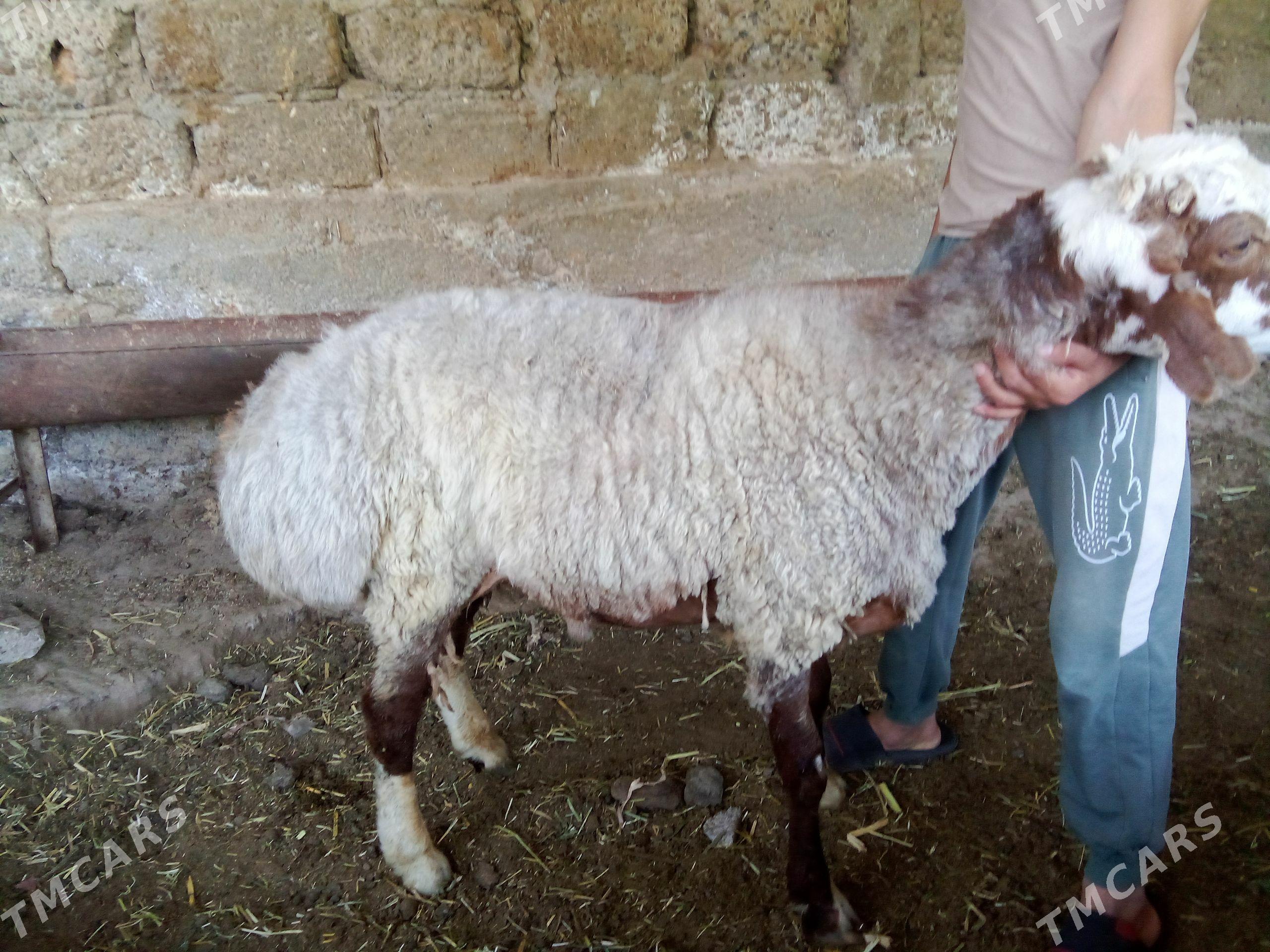 Öweç - Çoganly - img 1