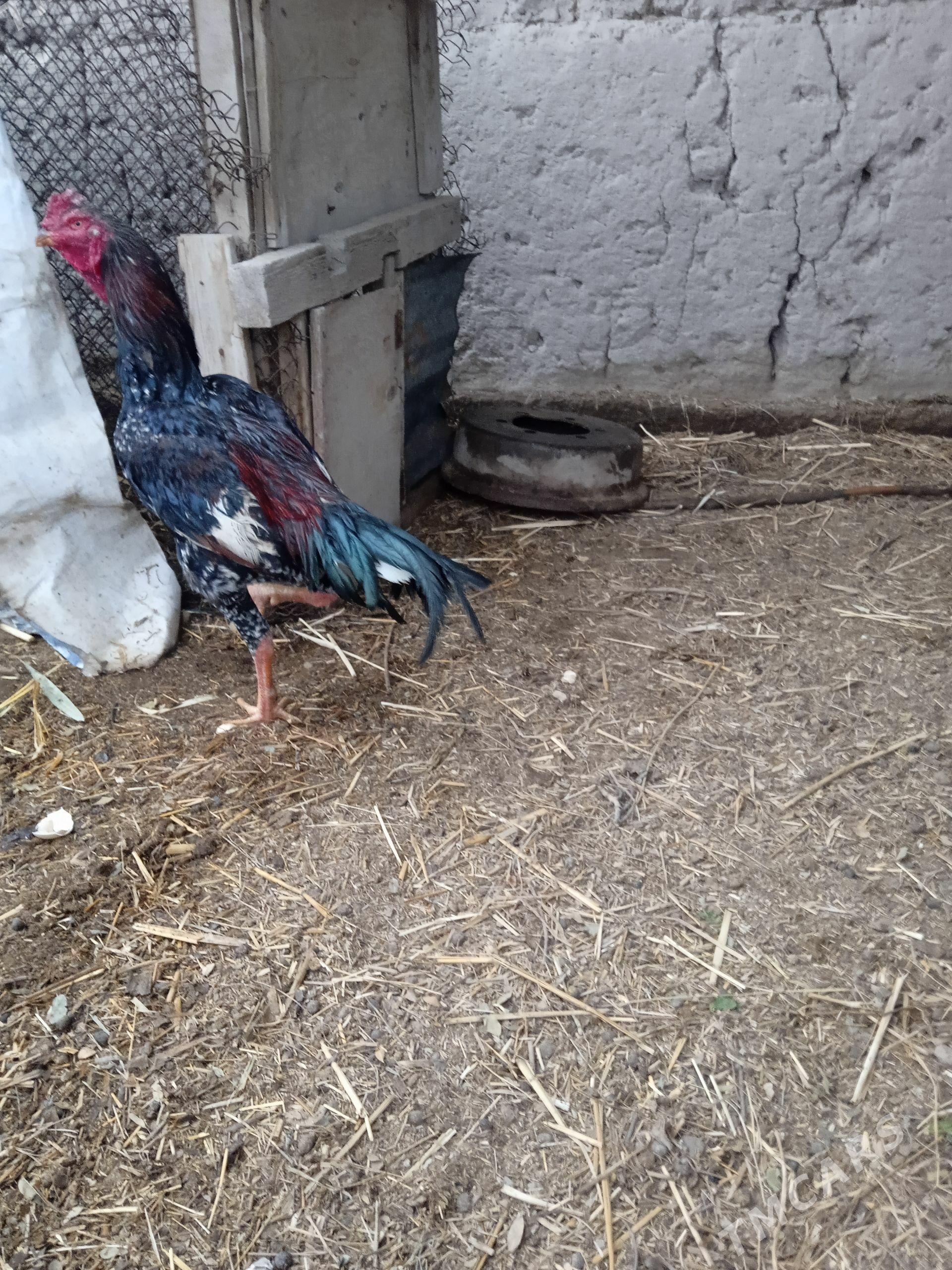 baysow. horazlar - Дарганата - img 1