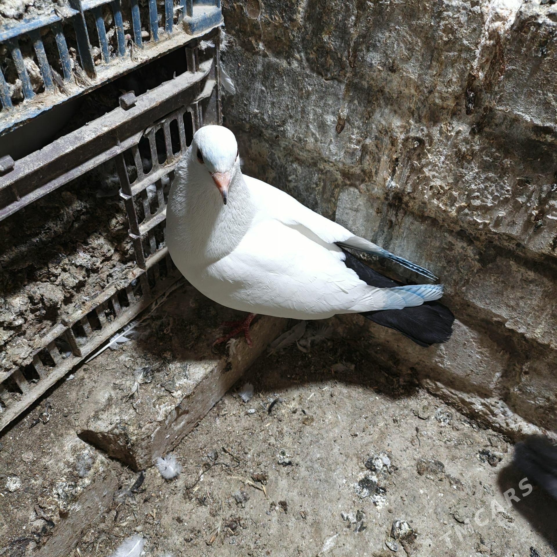 Kepderi - Мары - img 1