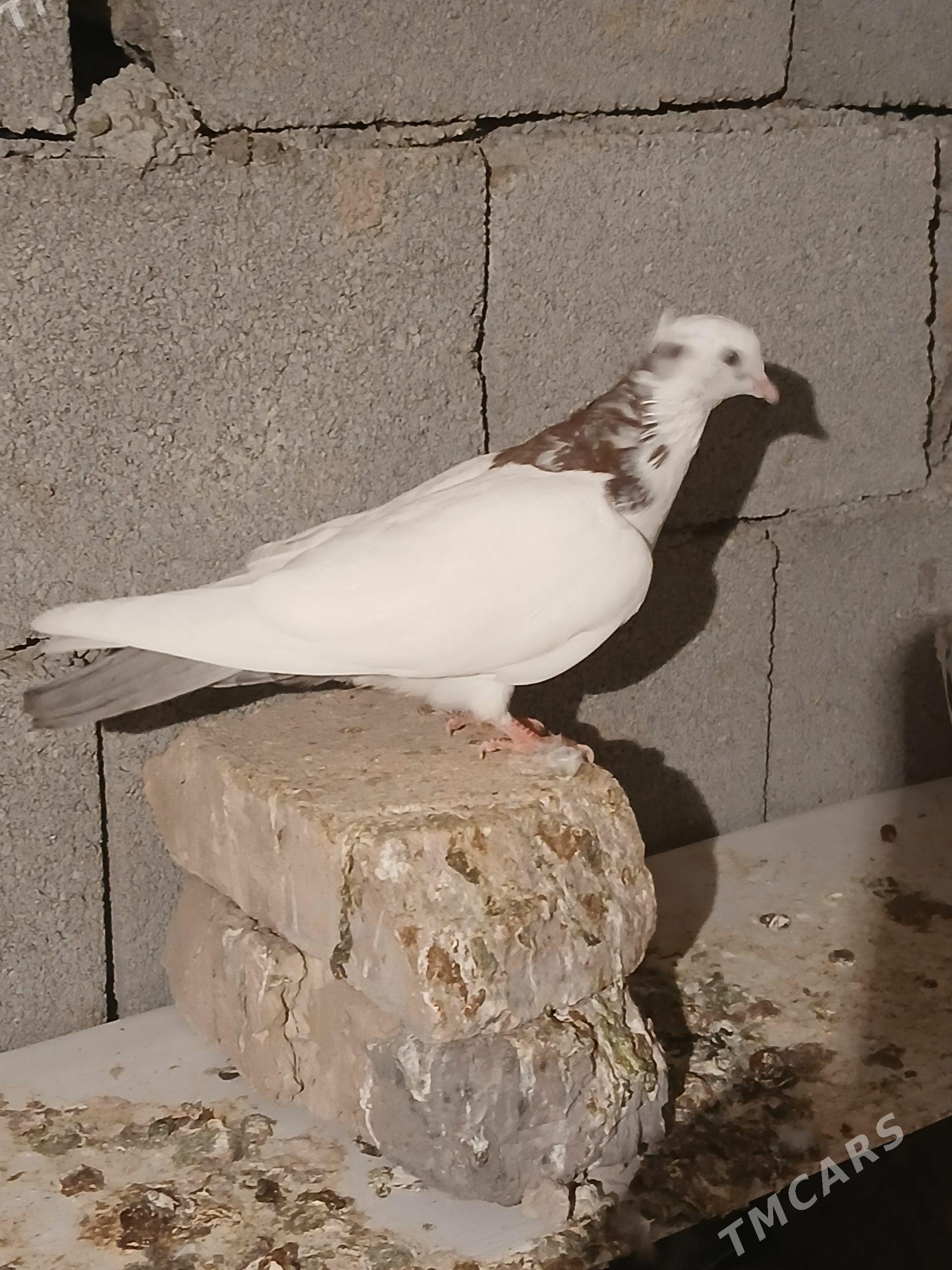kerderi - Aşgabat - img 1