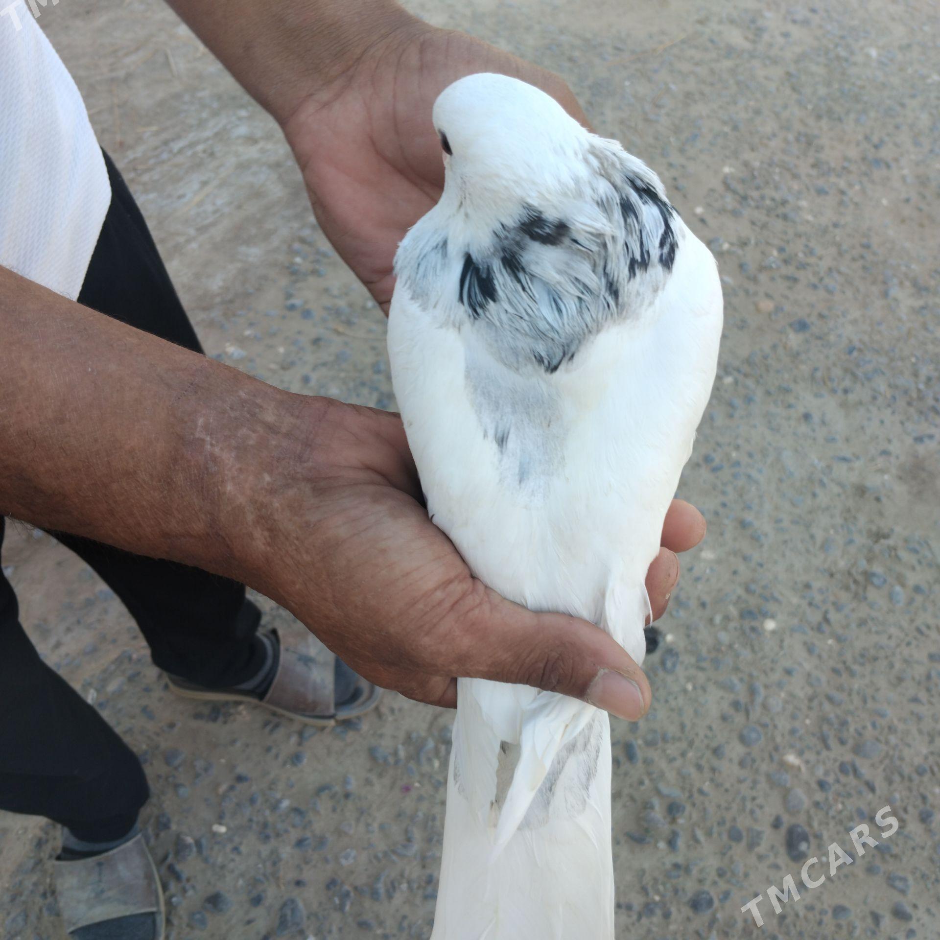 kepderi - Мары - img 1