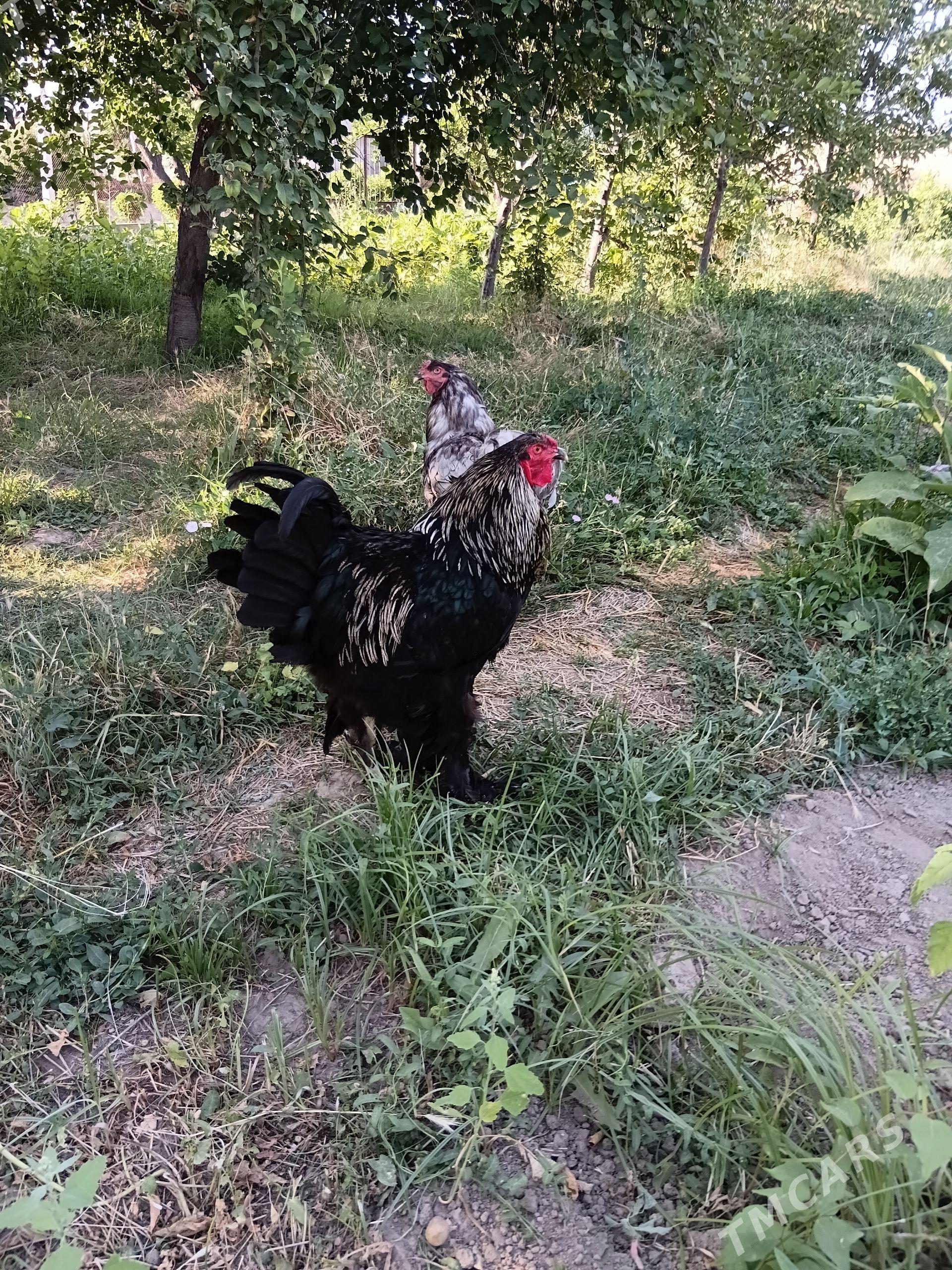 horaz - Гёкдже - img 1