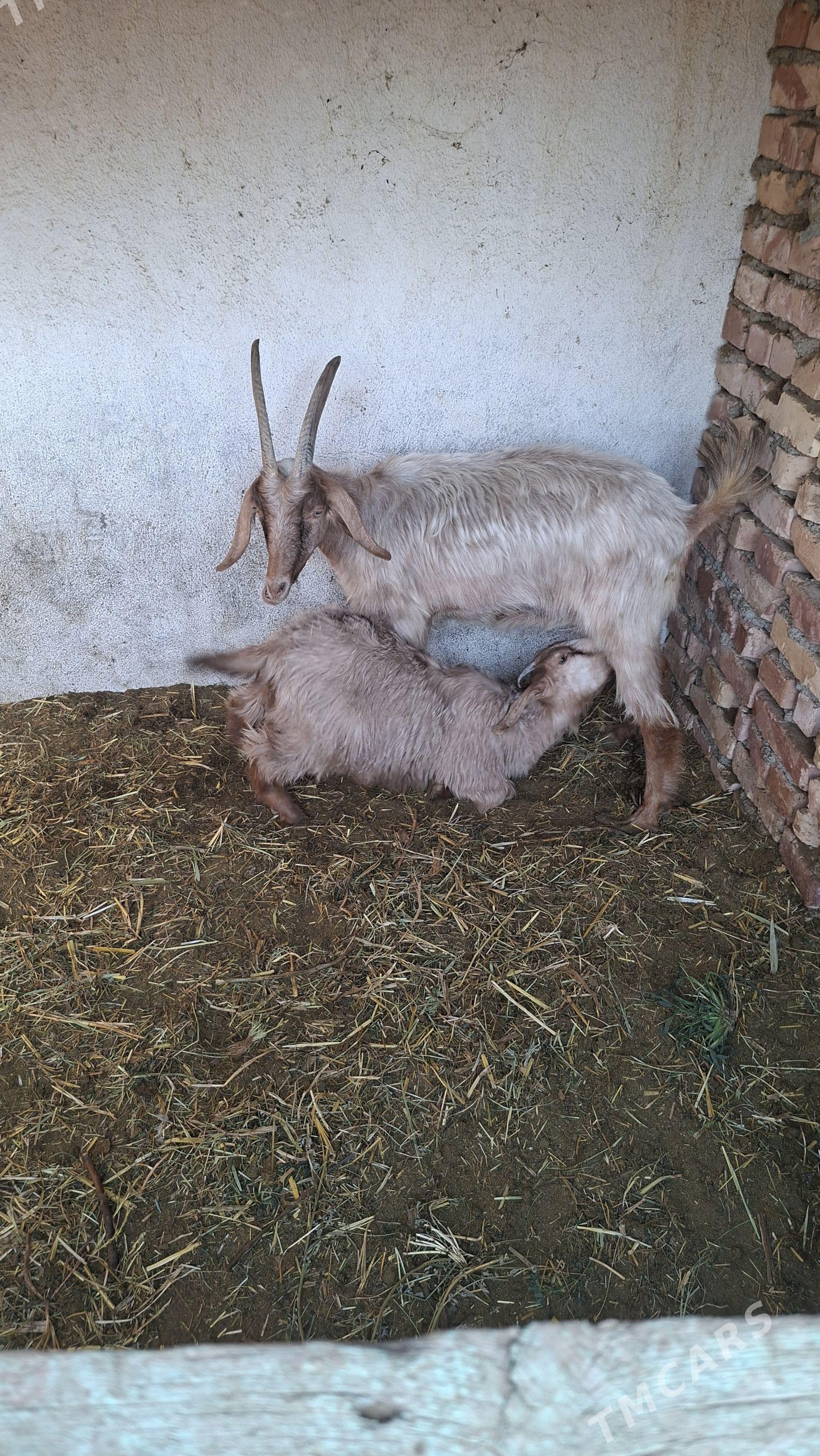 Geçi owlak - Гёкдепе - img 1
