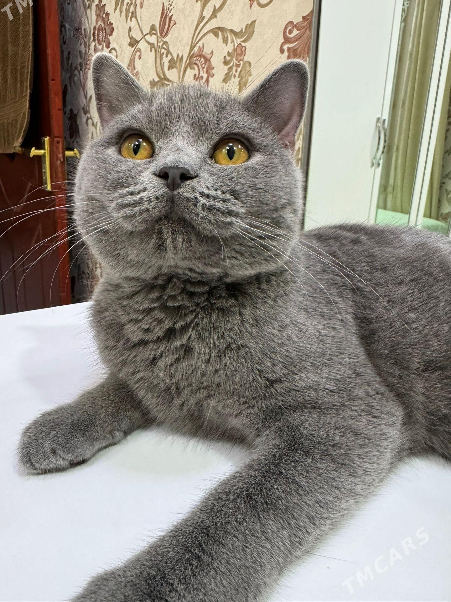 Котенок - Ашхабад - img 1