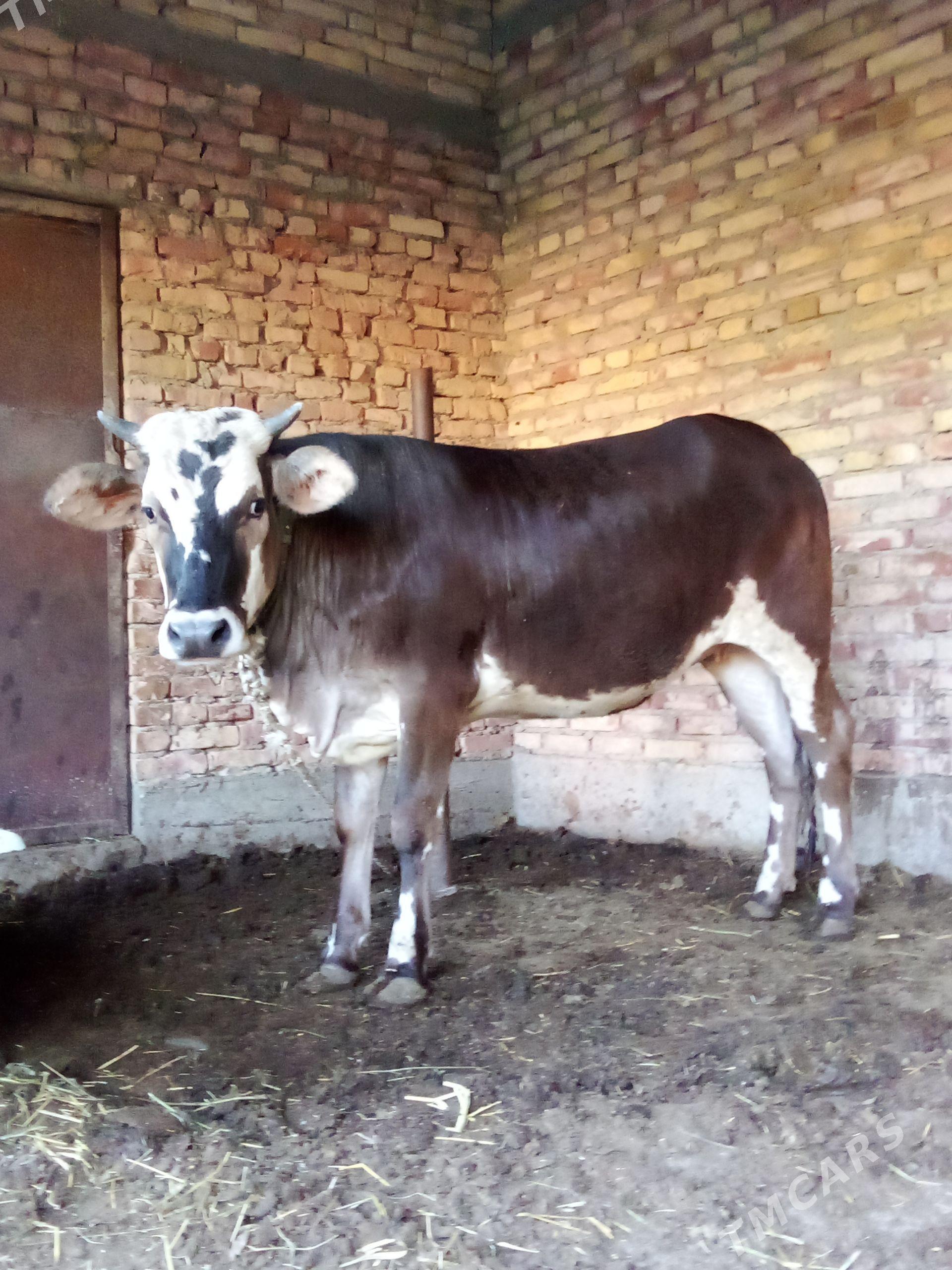 Tüwe 1 ýaş 6 aý Bakyda Duran - Гёкдепе - img 1