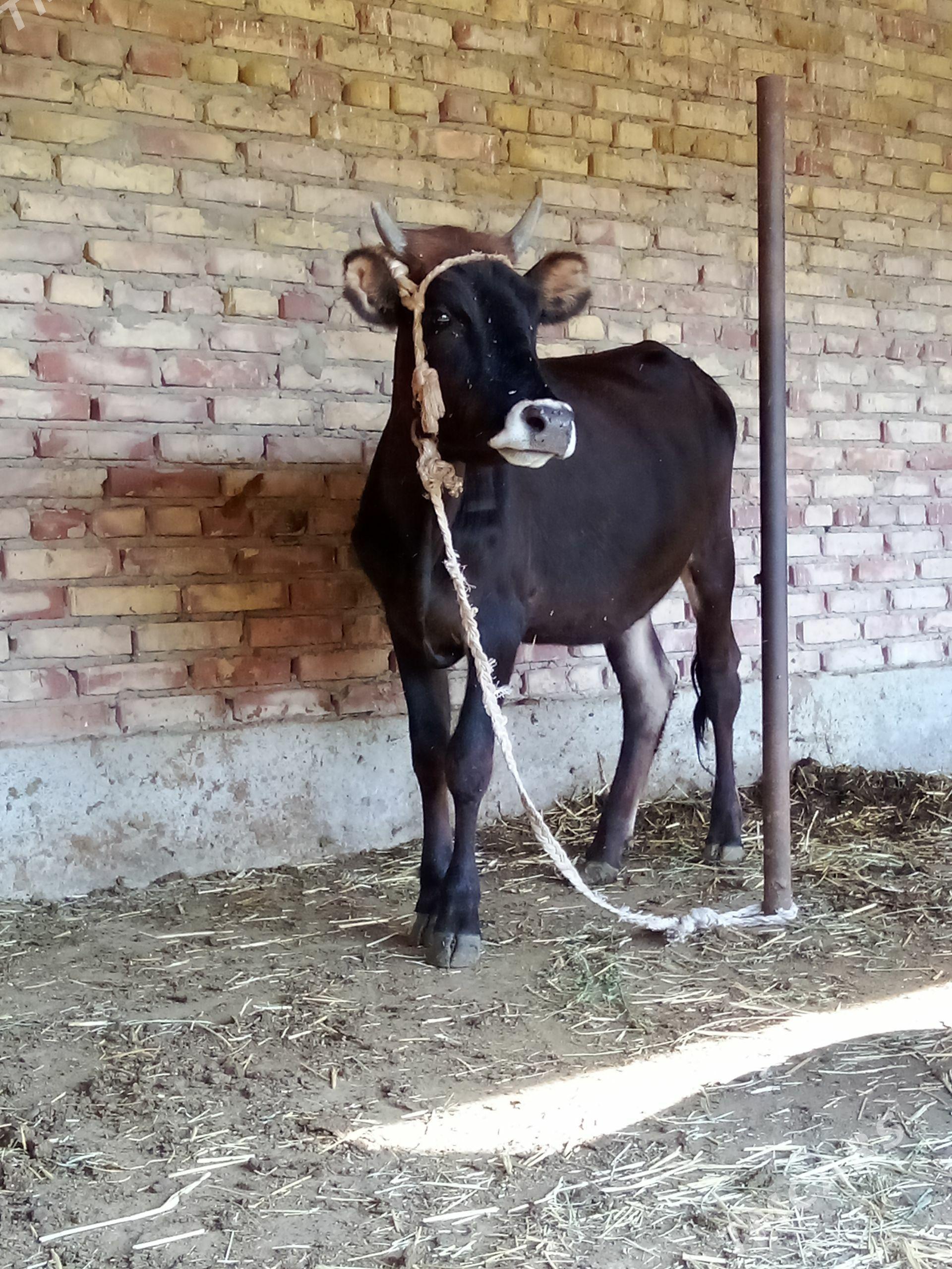 Gibrit Tüwe Bakyda 1 ýaş 2 aý - Гёкдепе - img 1