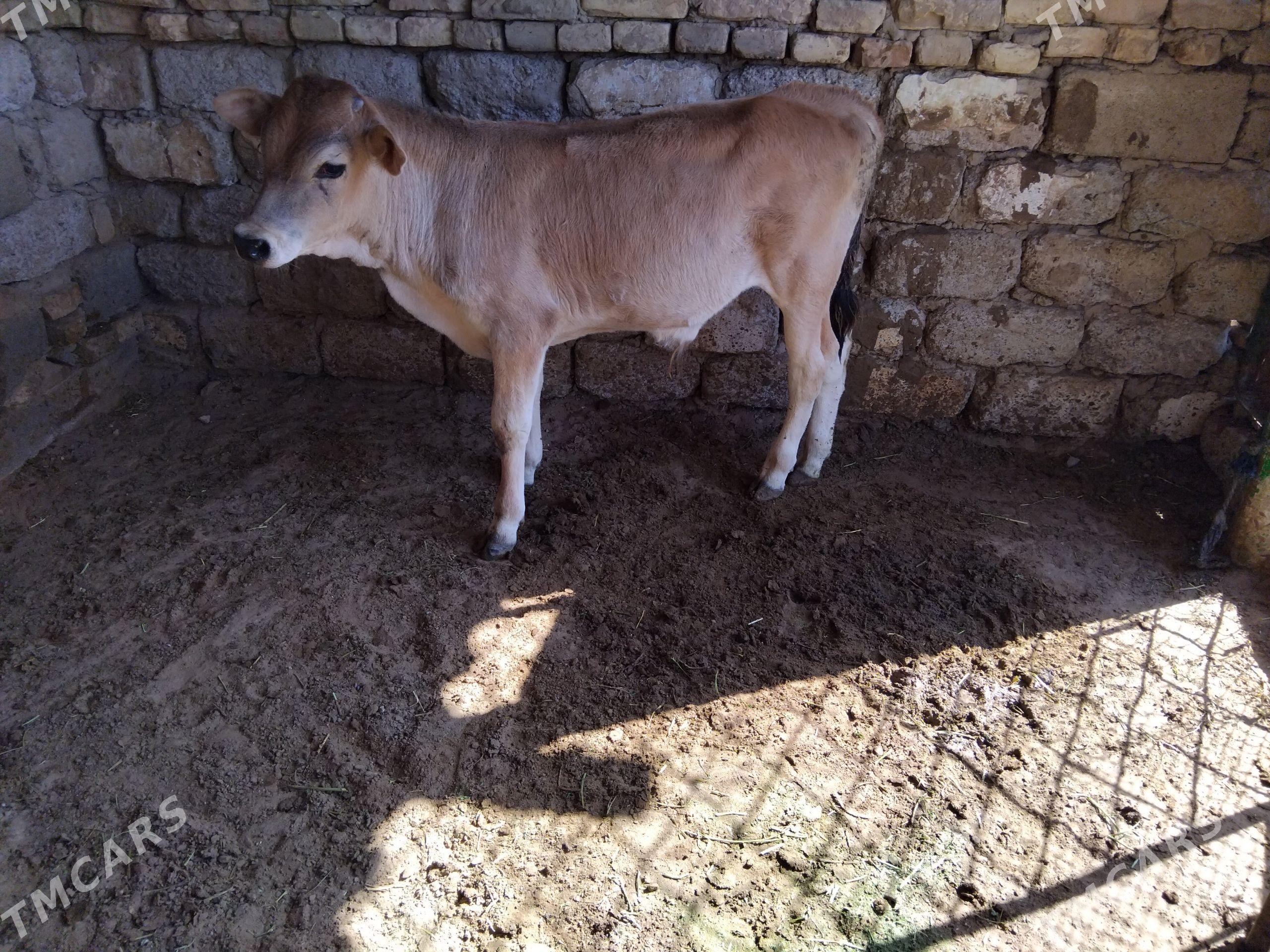 ARGINAL ŞWES OKÜZ - Ашхабад - img 1