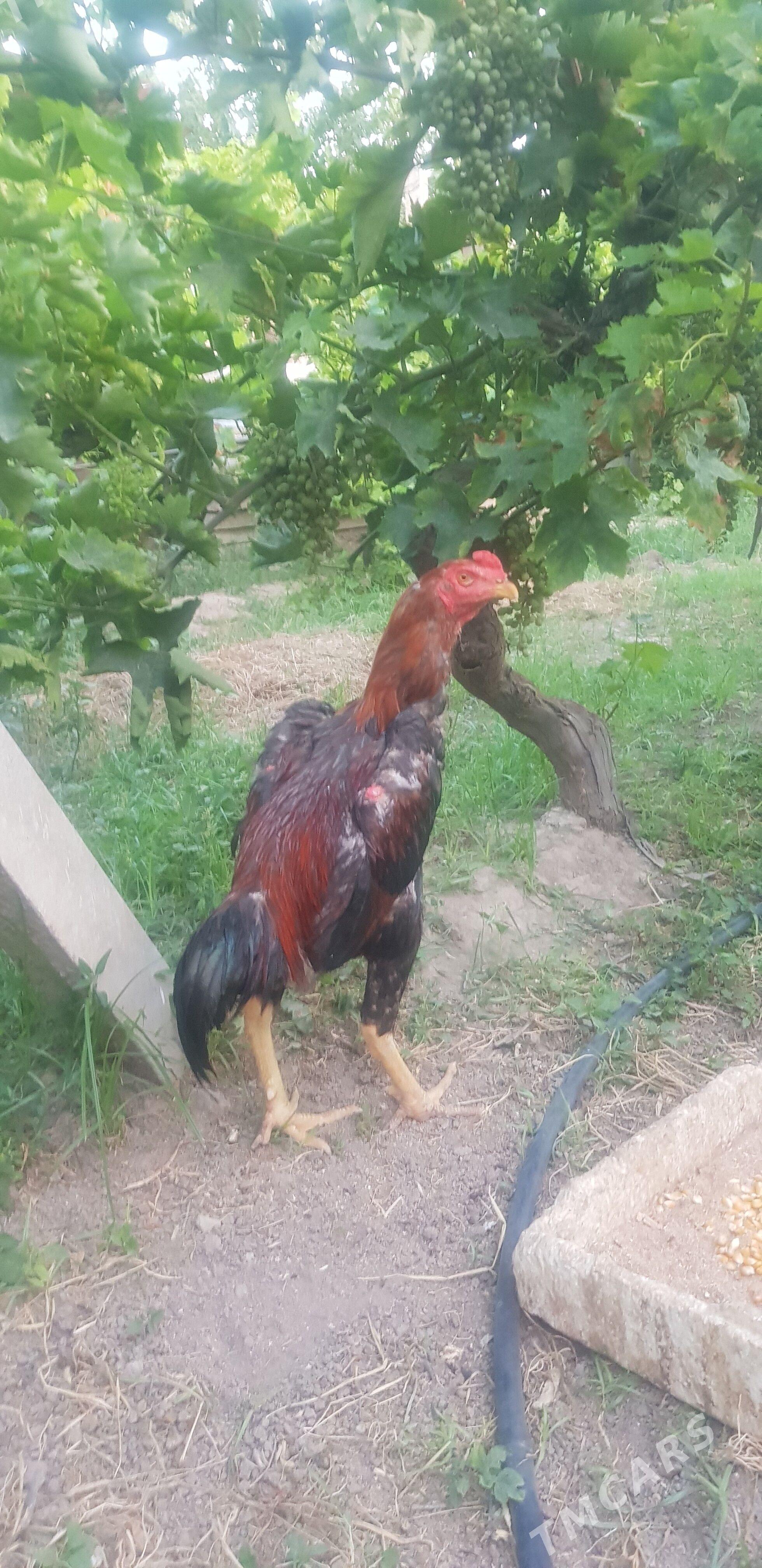 taskent horaz - Гёкдже - img 1