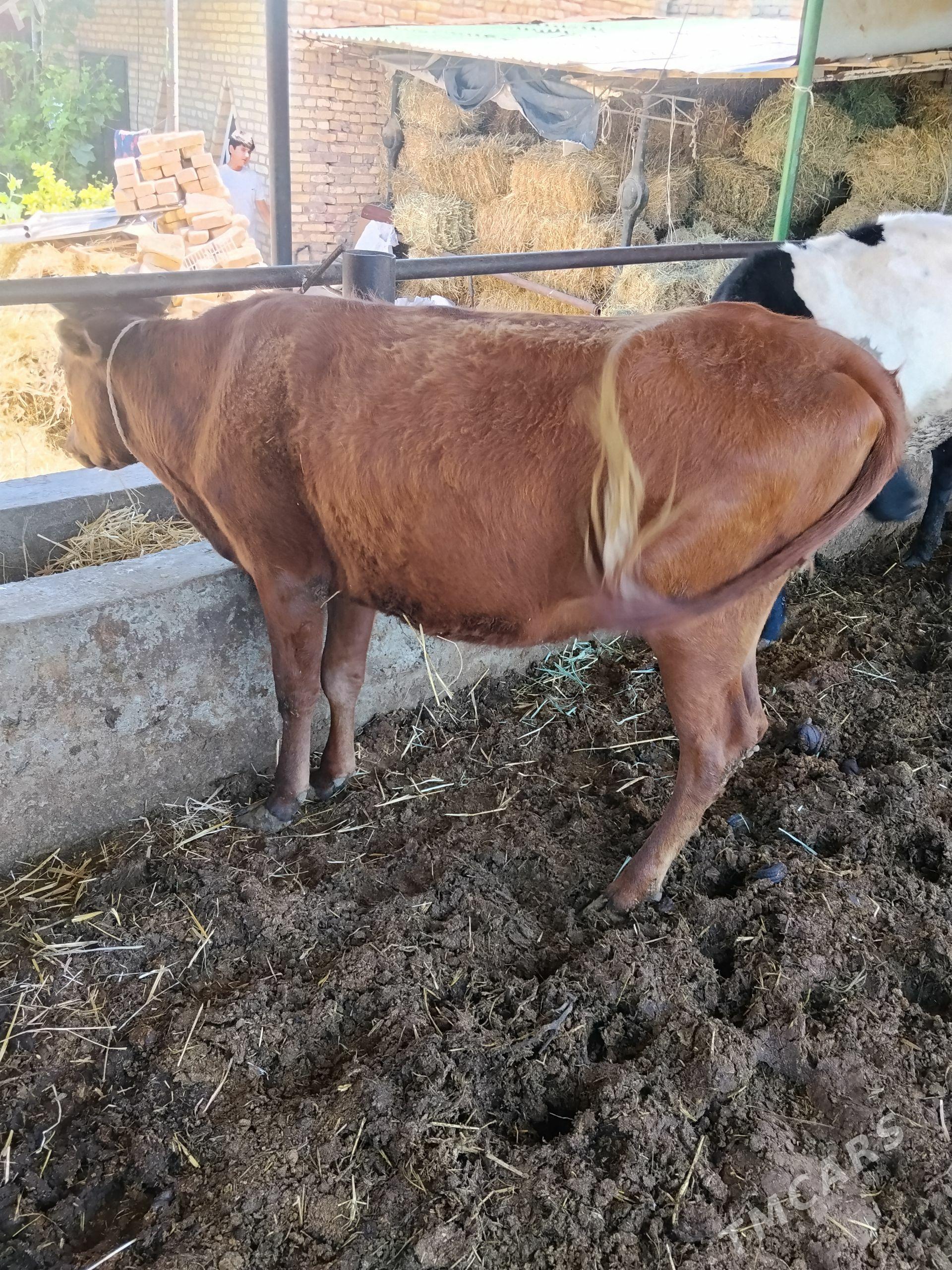bogaz - Çärjew - img 1