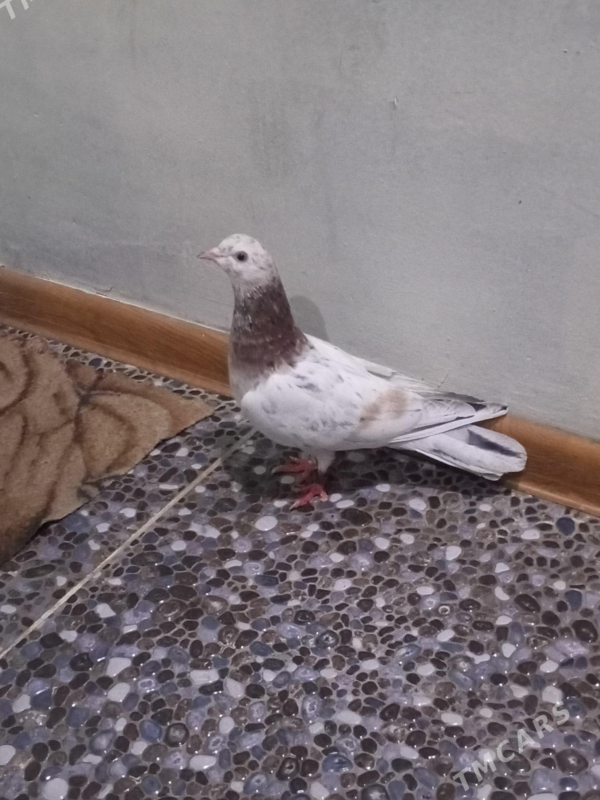 kepderi - Aşgabat - img 1
