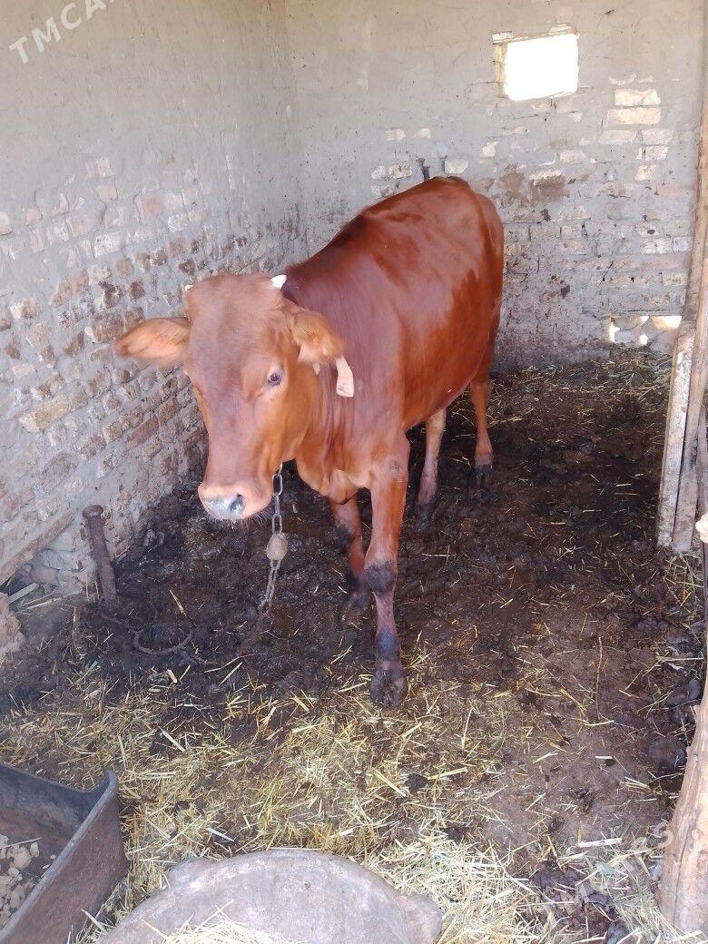 göle - Мары - img 1