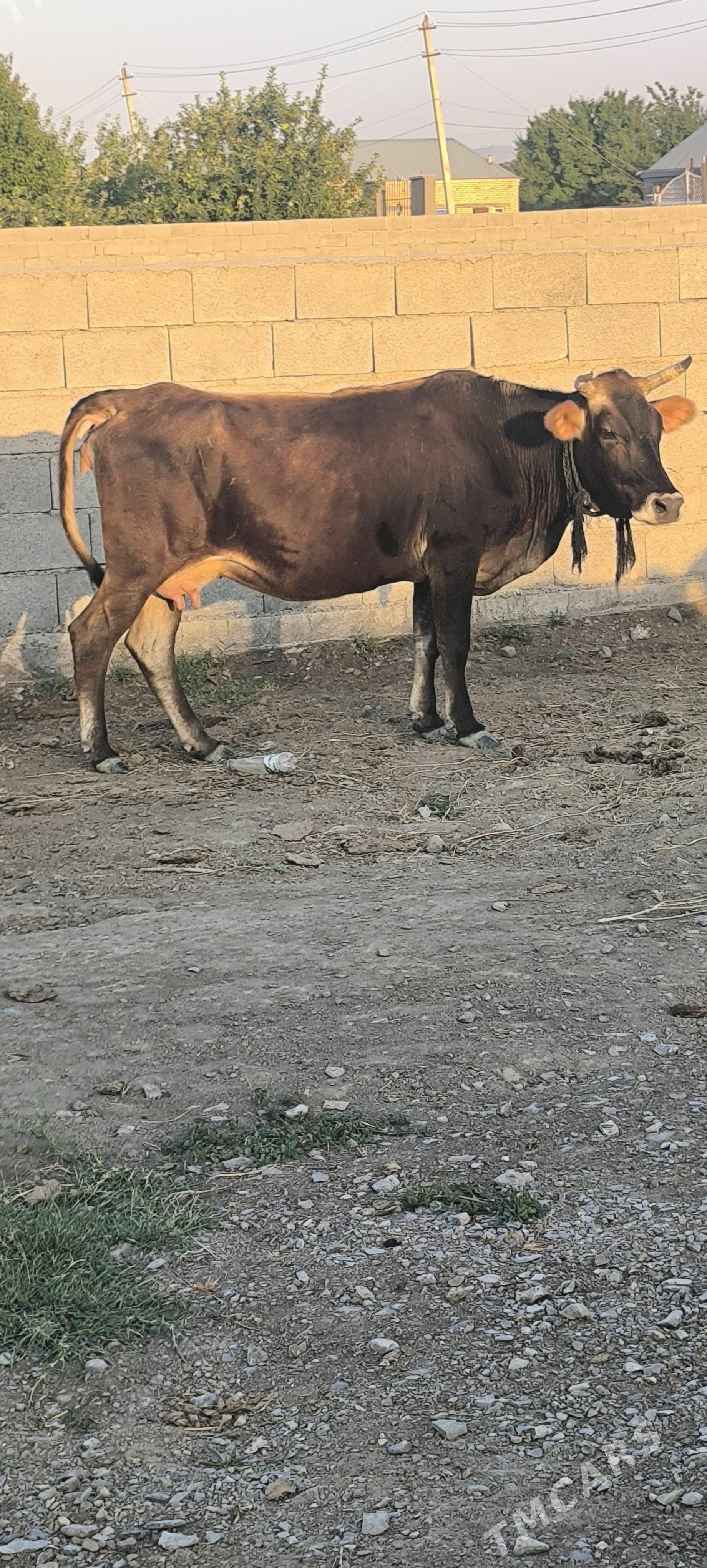ŞWES SYGYR - Бахарден - img 1