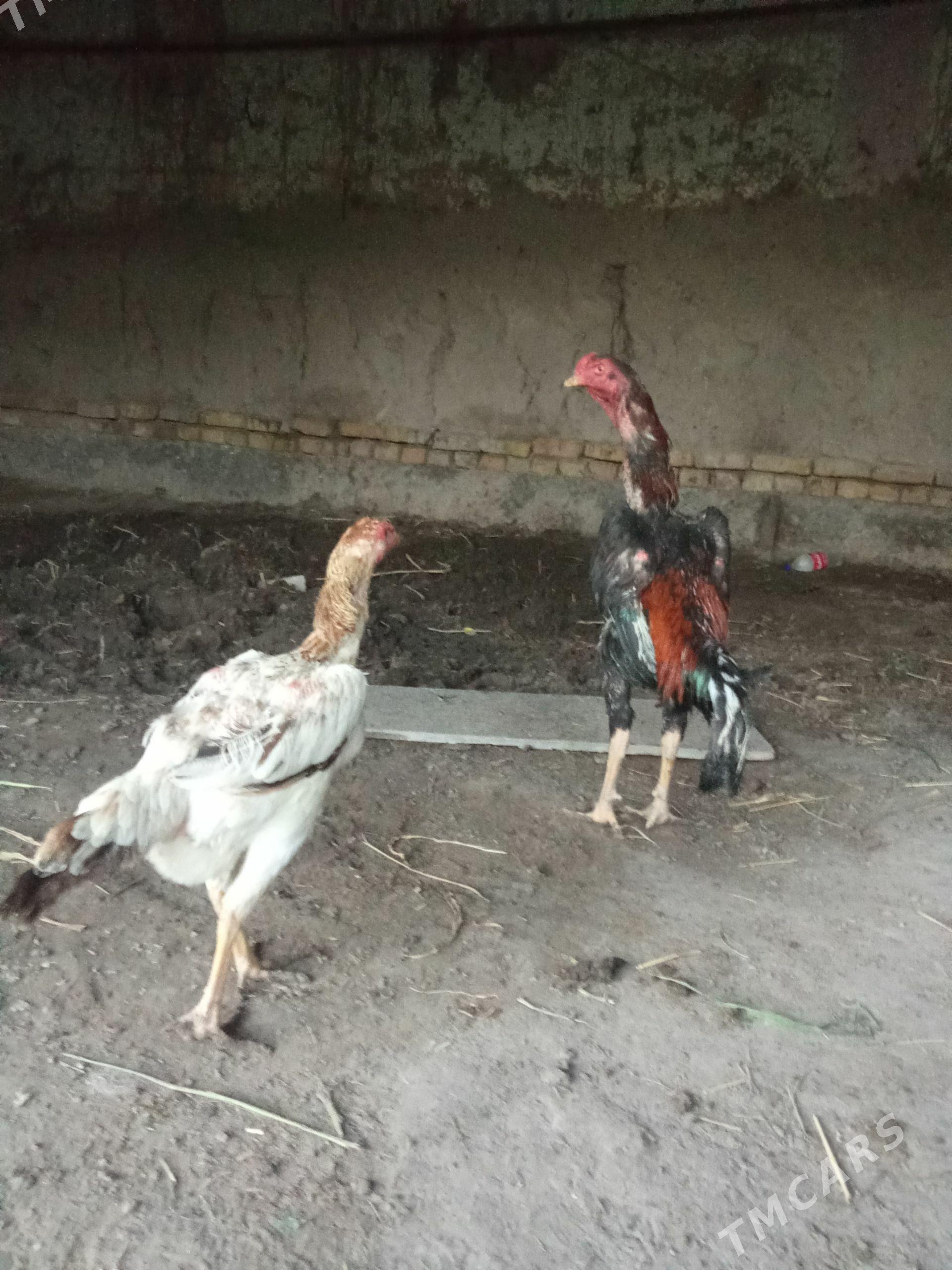 Horaz tovuk - Daşoguz - img 1