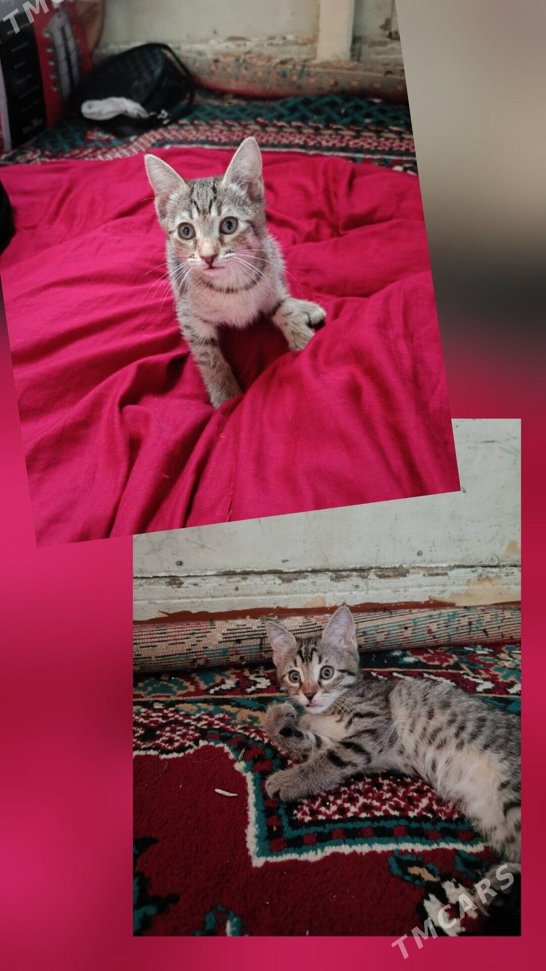 Котята - Ашхабад - img 1