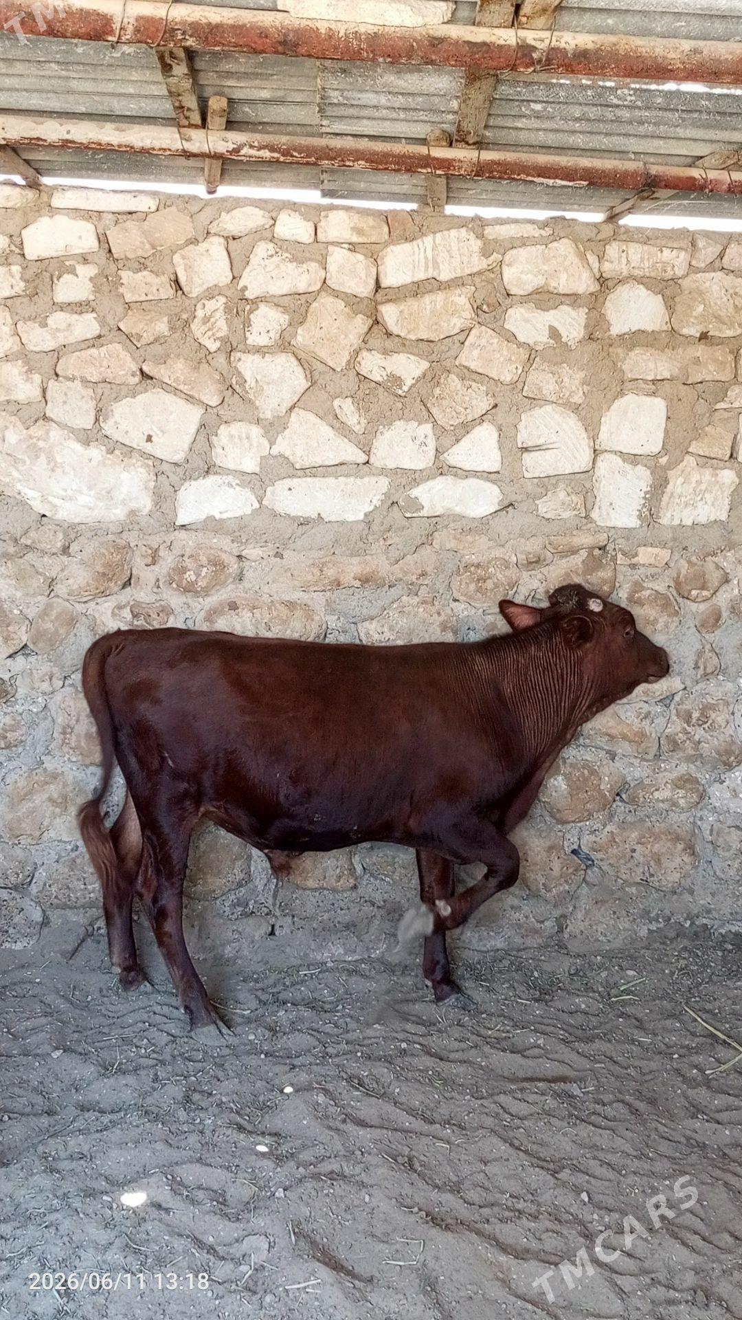 Öküz - Jebel - img 1