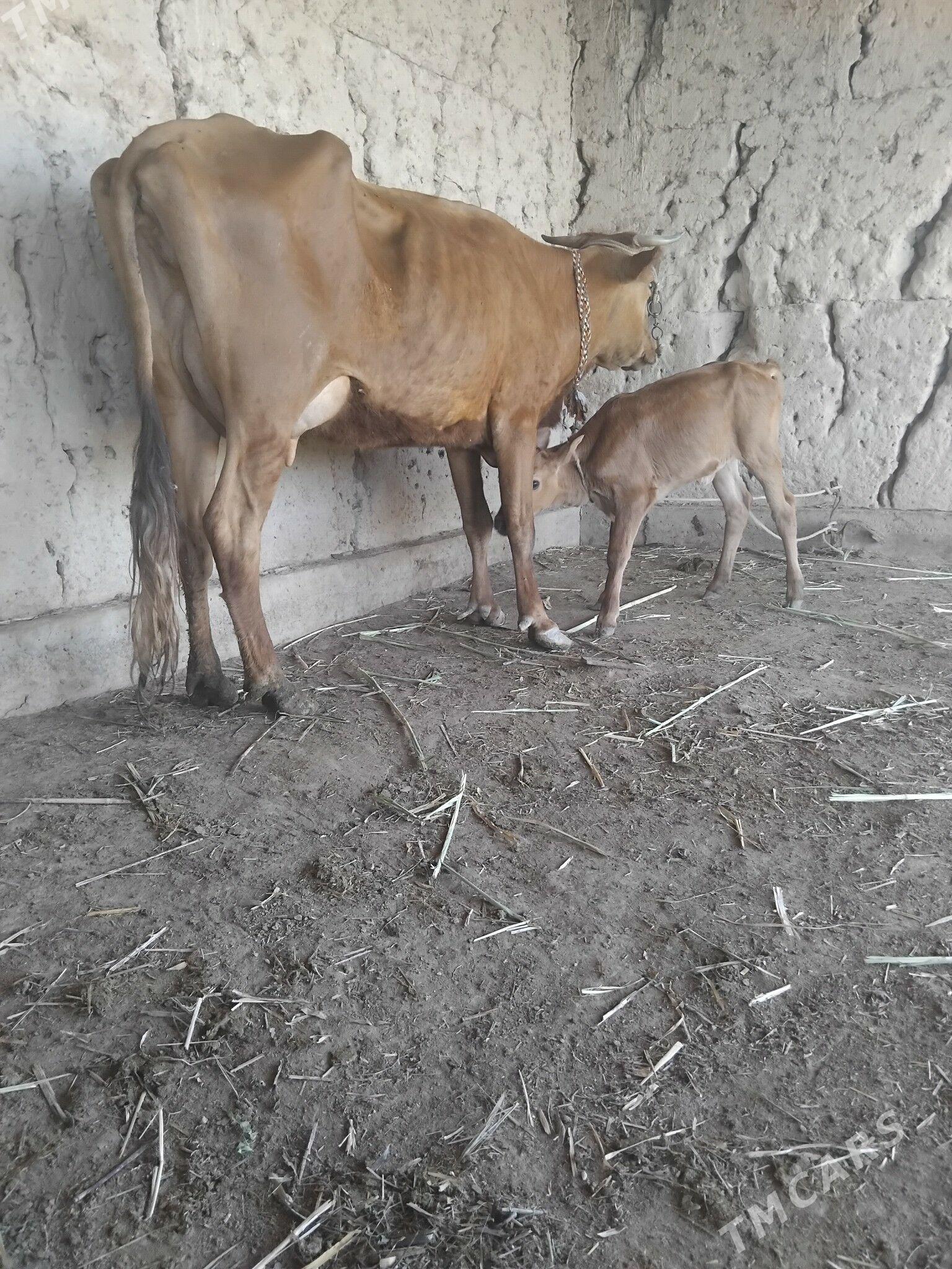 sùtli tanaly sygyr - Gubadag - img 1