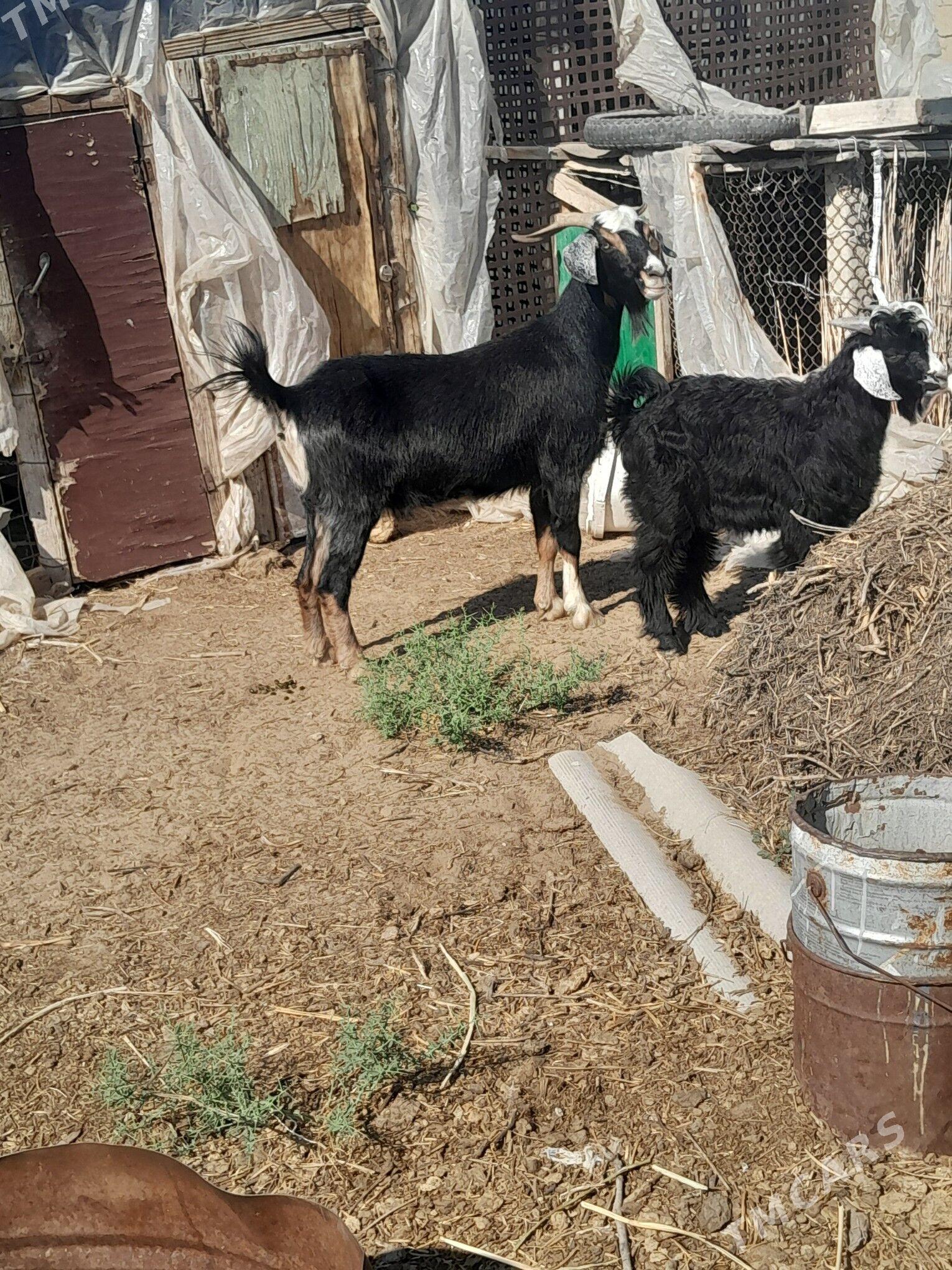owlakly geçi - Gökdepe - img 1